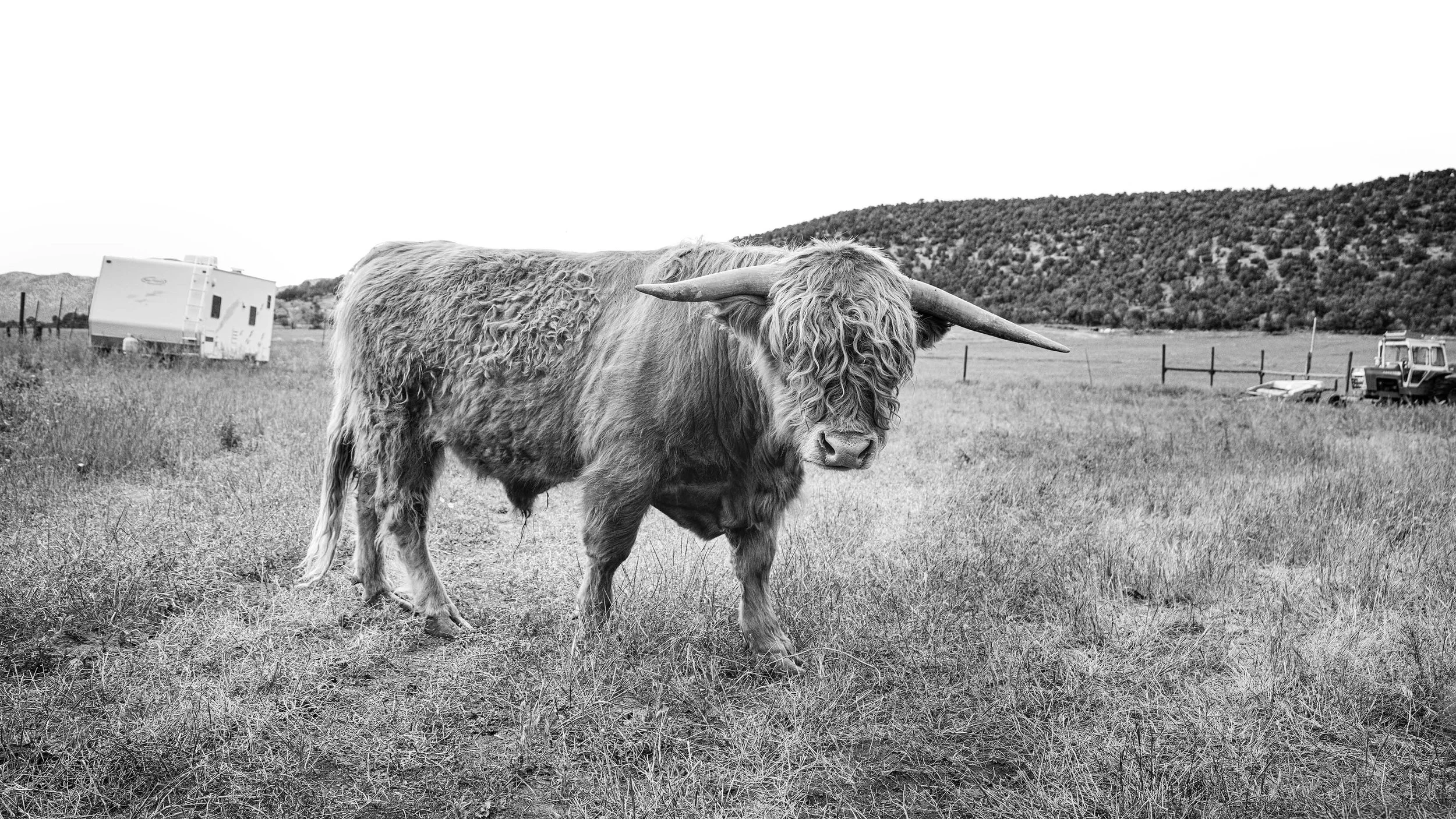 Highland Bob and trailer
