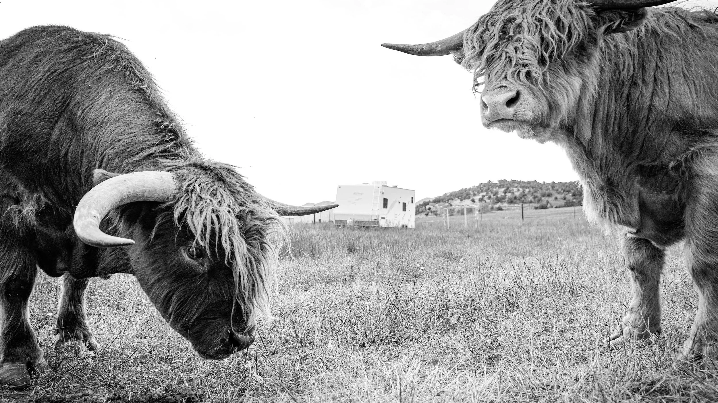 Highland Karl and Bob