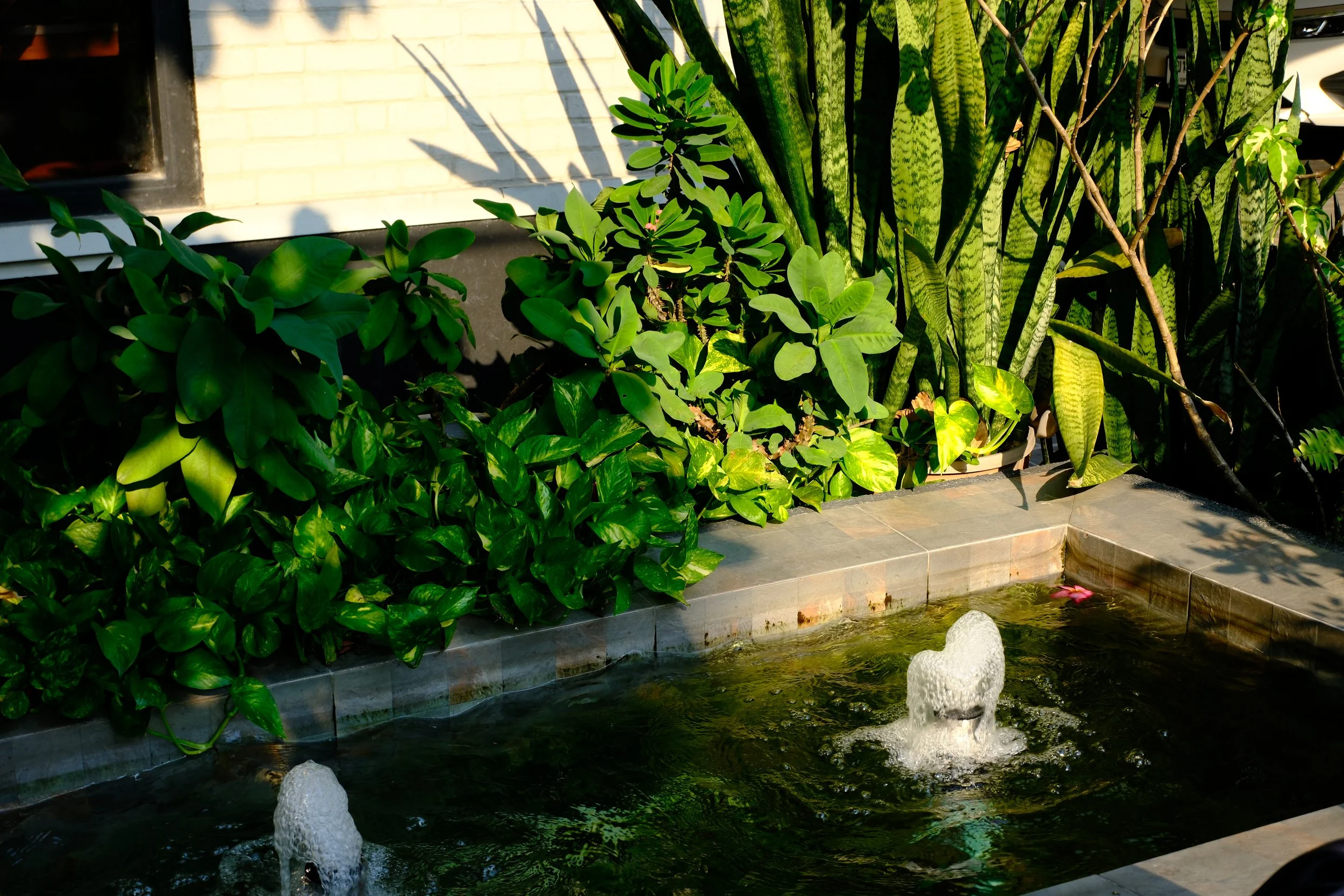A small rectangular fountain with bubbling water surrounded by lush green foliage, including broad and striped leaves, in a garden area with sunlight and shadow.