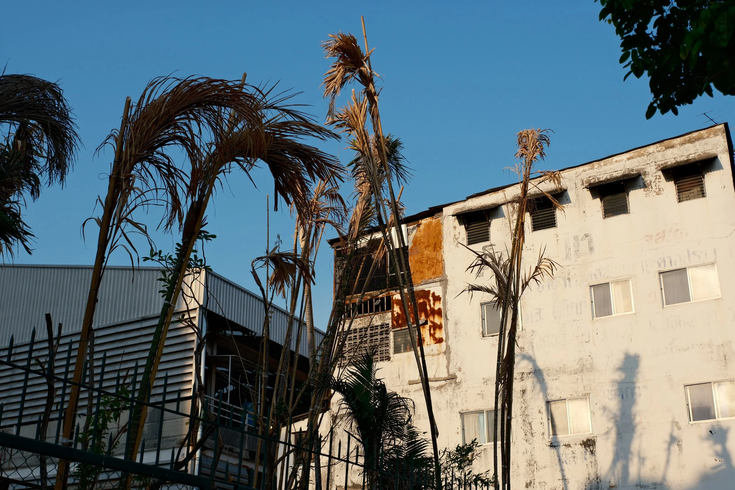 A white building with rust stains and broken windows, dried palm trees in front, under a blue sky with shadows of trees on the wall.