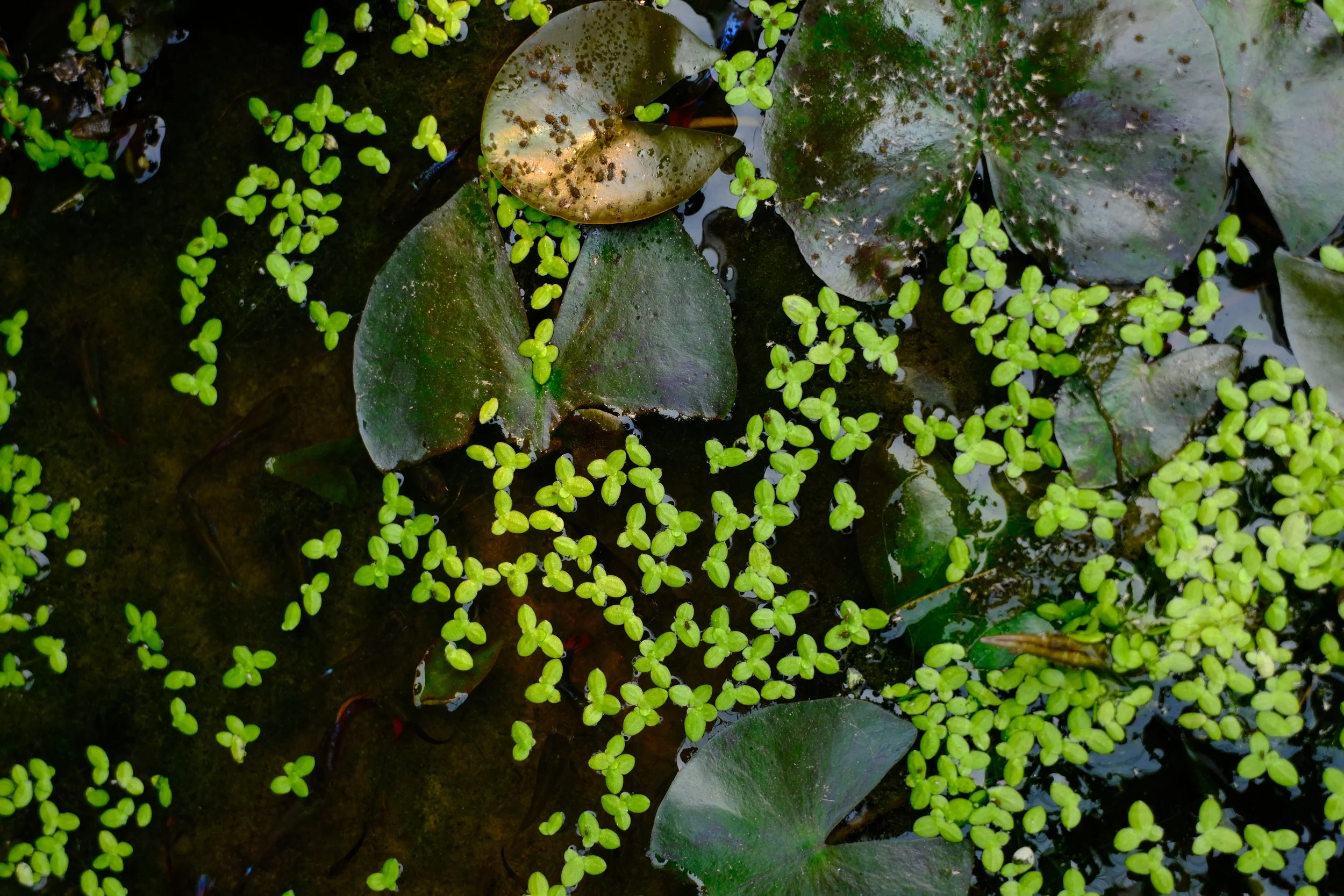 Close-up of water lilies and duckweed floating on a pond.