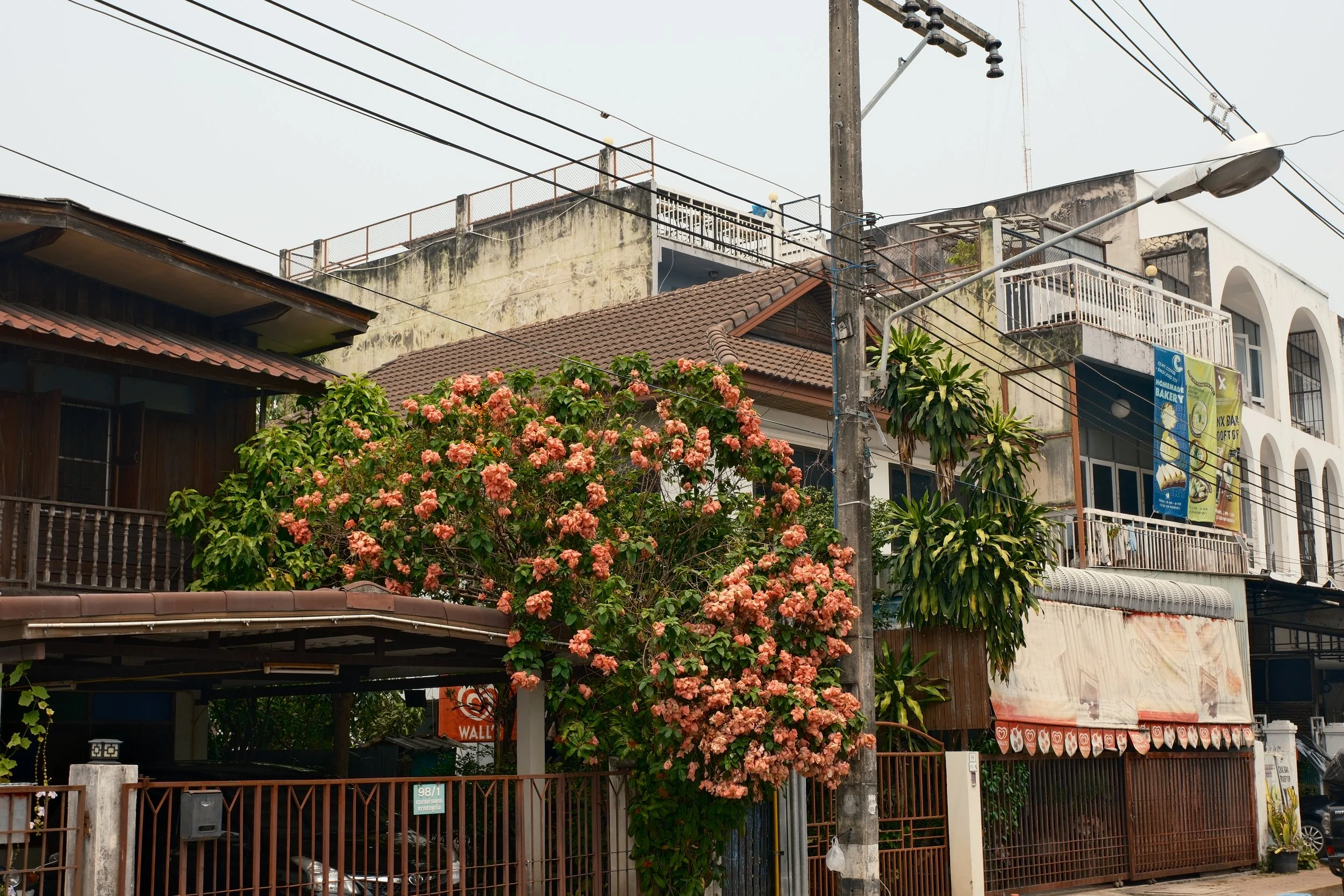 Urban residential street scene with colorful flowering tree, utility pole with wires, and multi-story buildings with balconies.