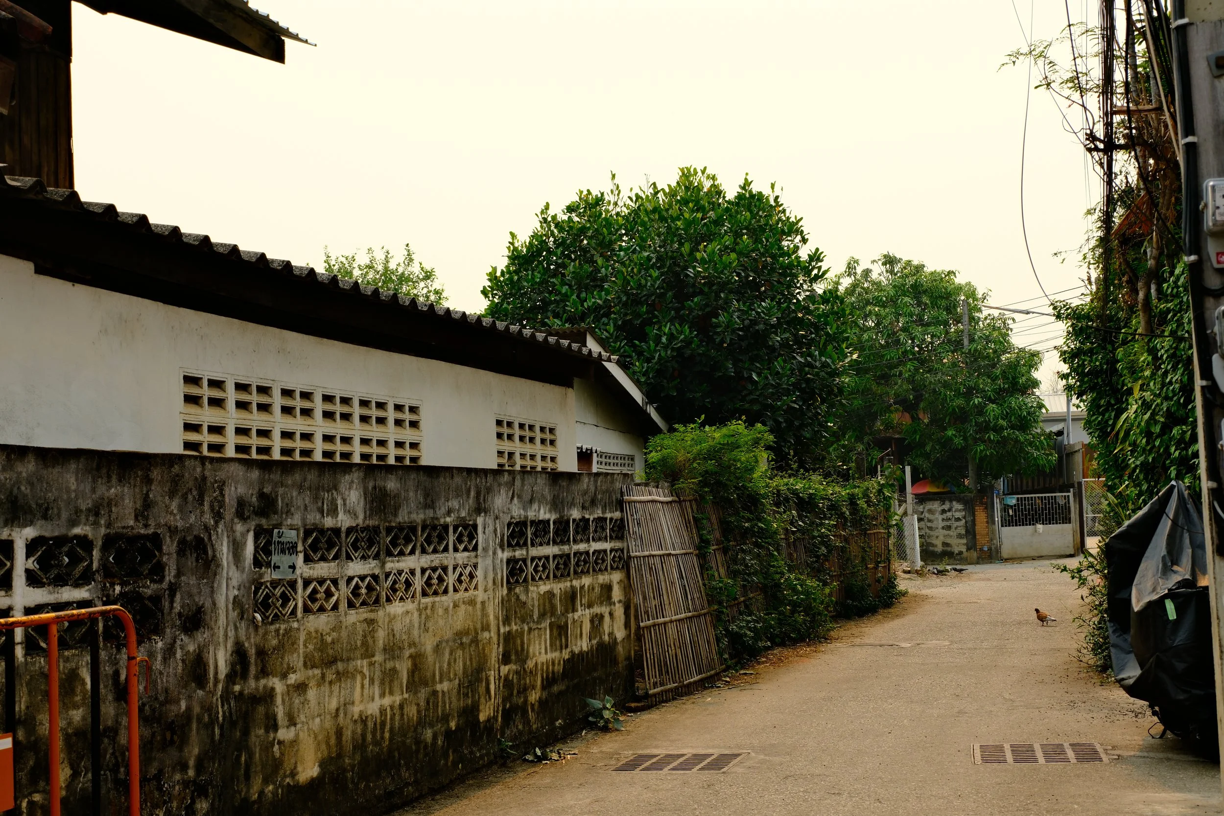 A narrow alleyway with a concrete wall on the left, greenery on both sides, and a small bird walking on the dirt ground. Houses and trees are visible in the background.