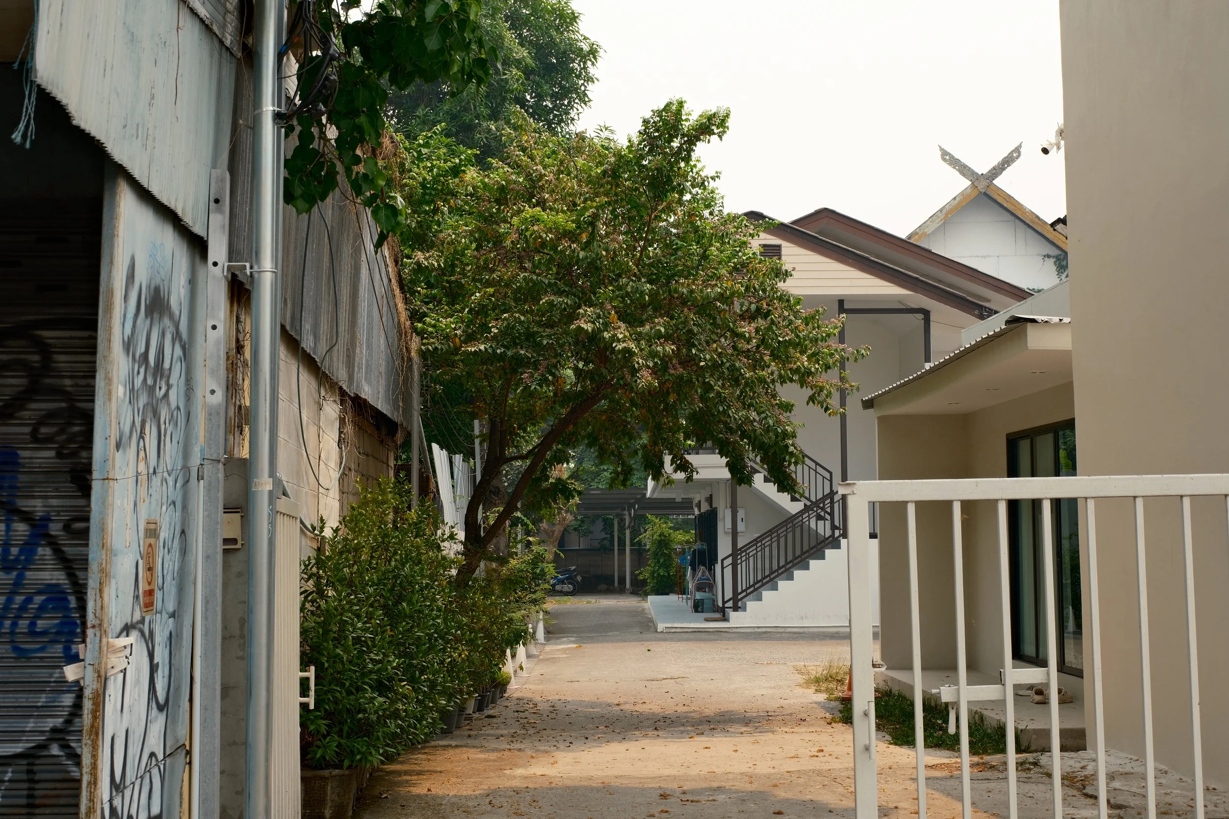 Residential alley with trees, plants, and houses.
