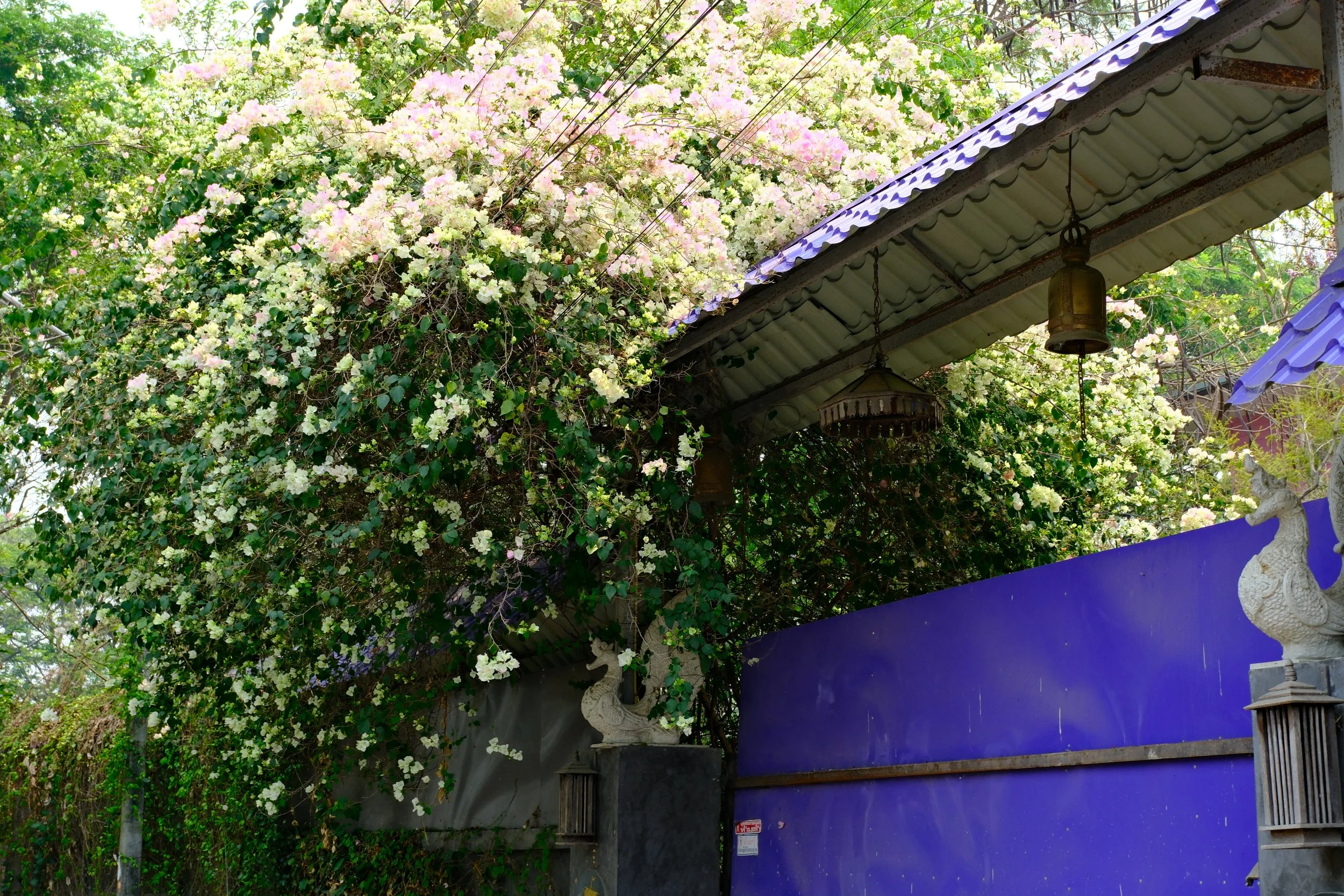 Pink and white flowering plants over a gate with blue panels, two decorative stone tree sculptures, and hanging lanterns.