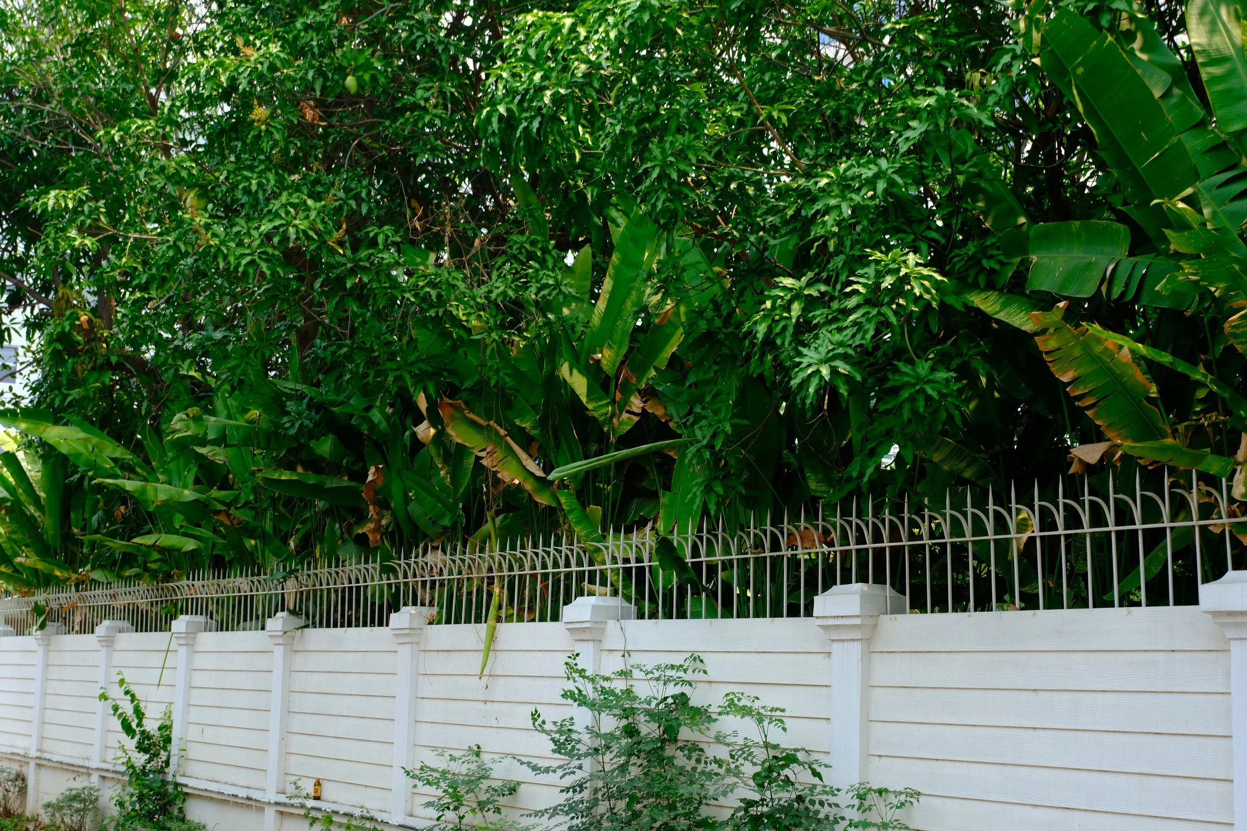 Lush green trees and plants behind a white fence with metal spikes on top