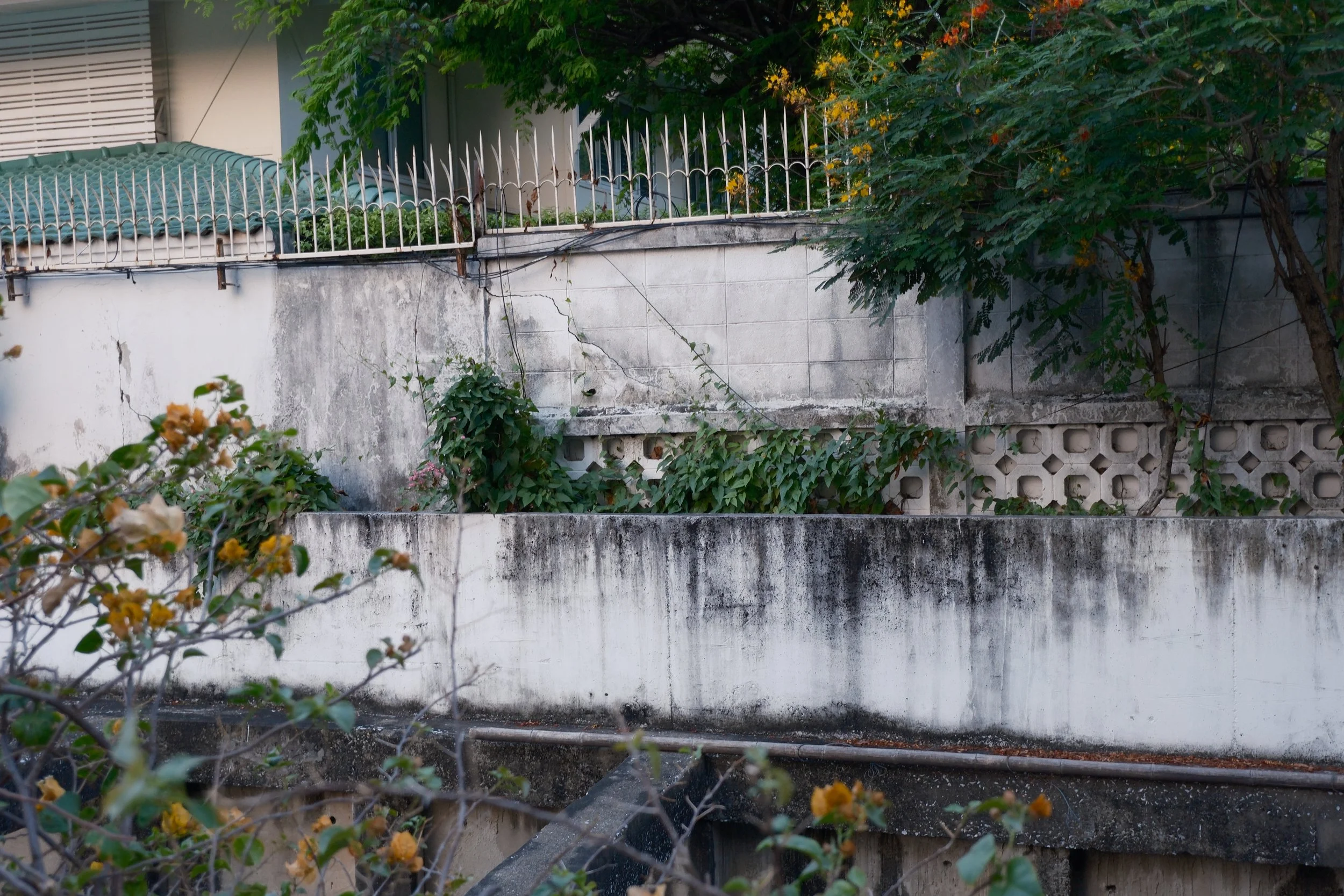 A weathered concrete wall with black streaks and moss, topped with a decorative metal fence, with plants and trees growing around and over it.