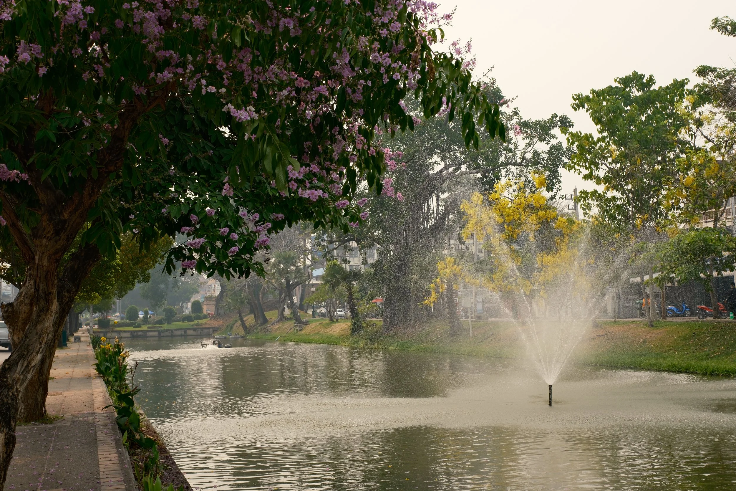 A park with a canal, trees with pink and yellow flowers, a fountain spraying water in the canal, and a sidewalk with some plants along the edge.