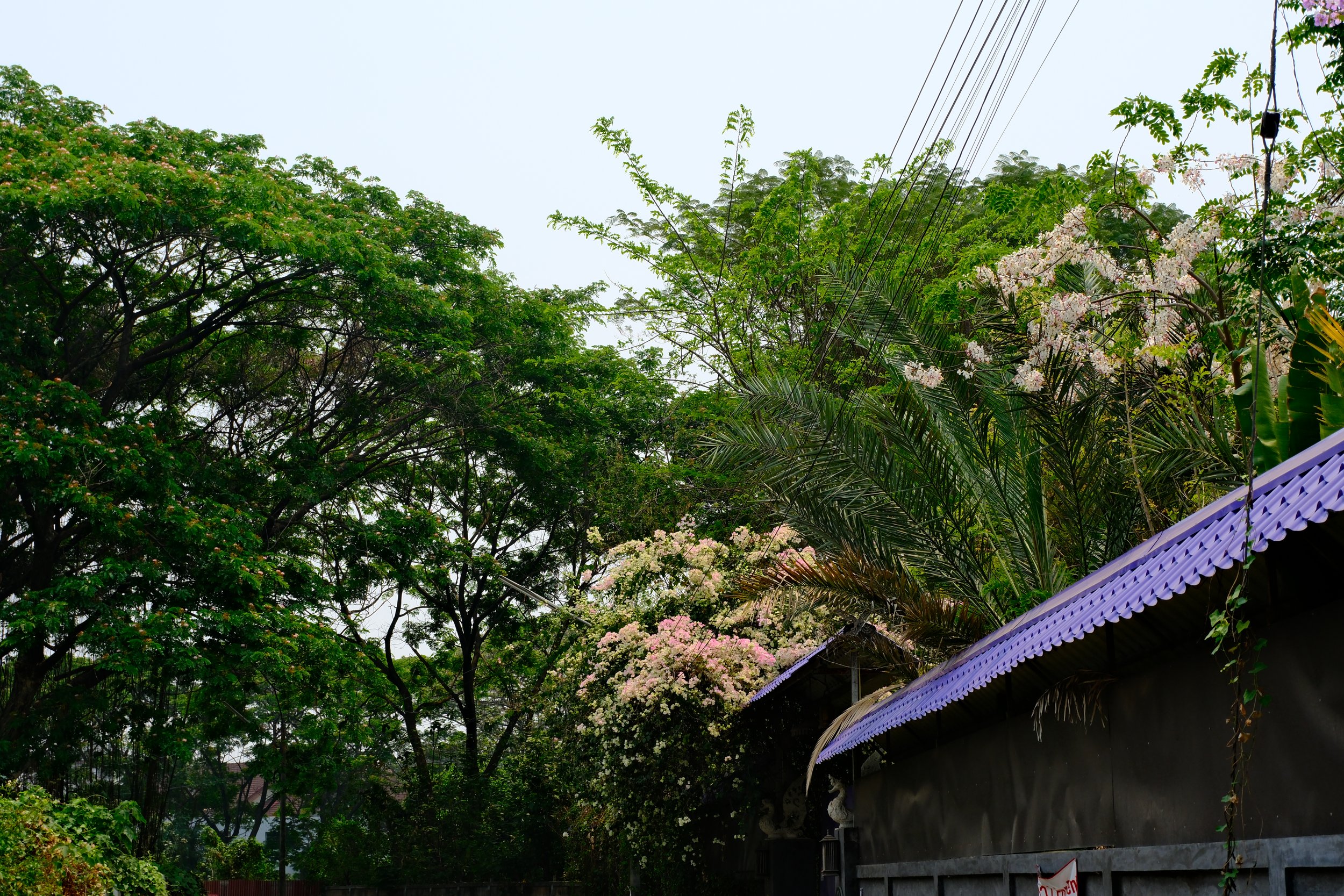 Lush greenery with trees, flowering plants, and a building with a purple roof and decorative trim.