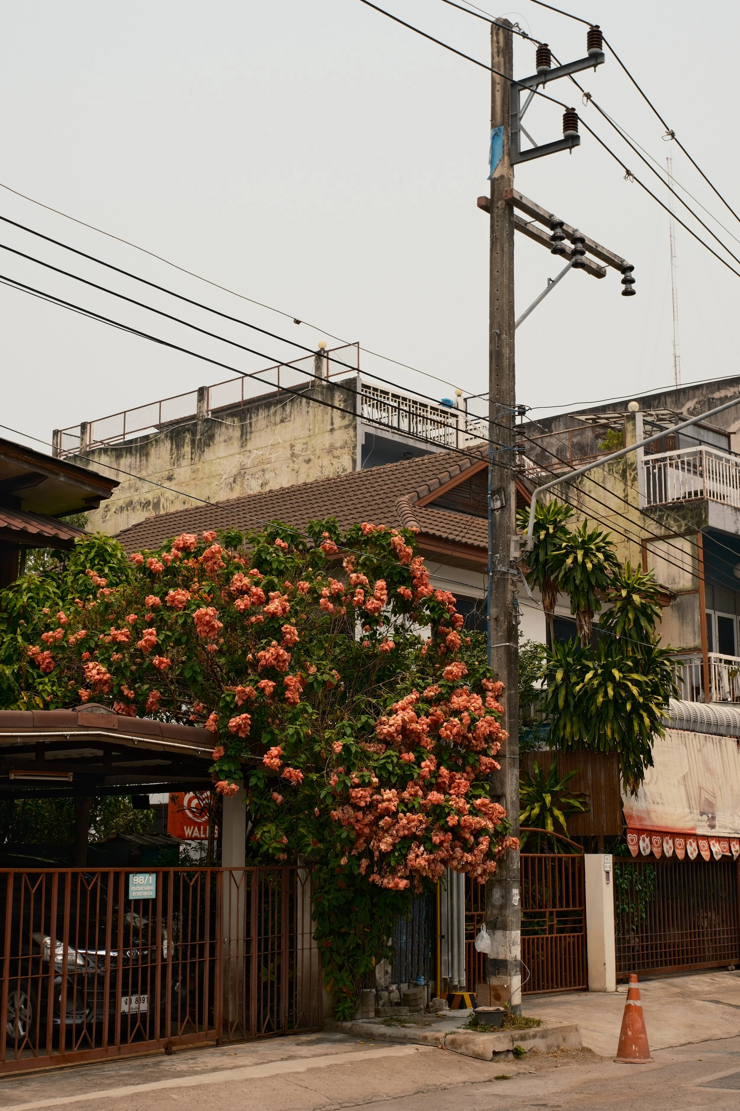 Residential street scene with power pole, pink flowering shrub, car parked inside a gated driveway, and multi-story buildings with balconies.