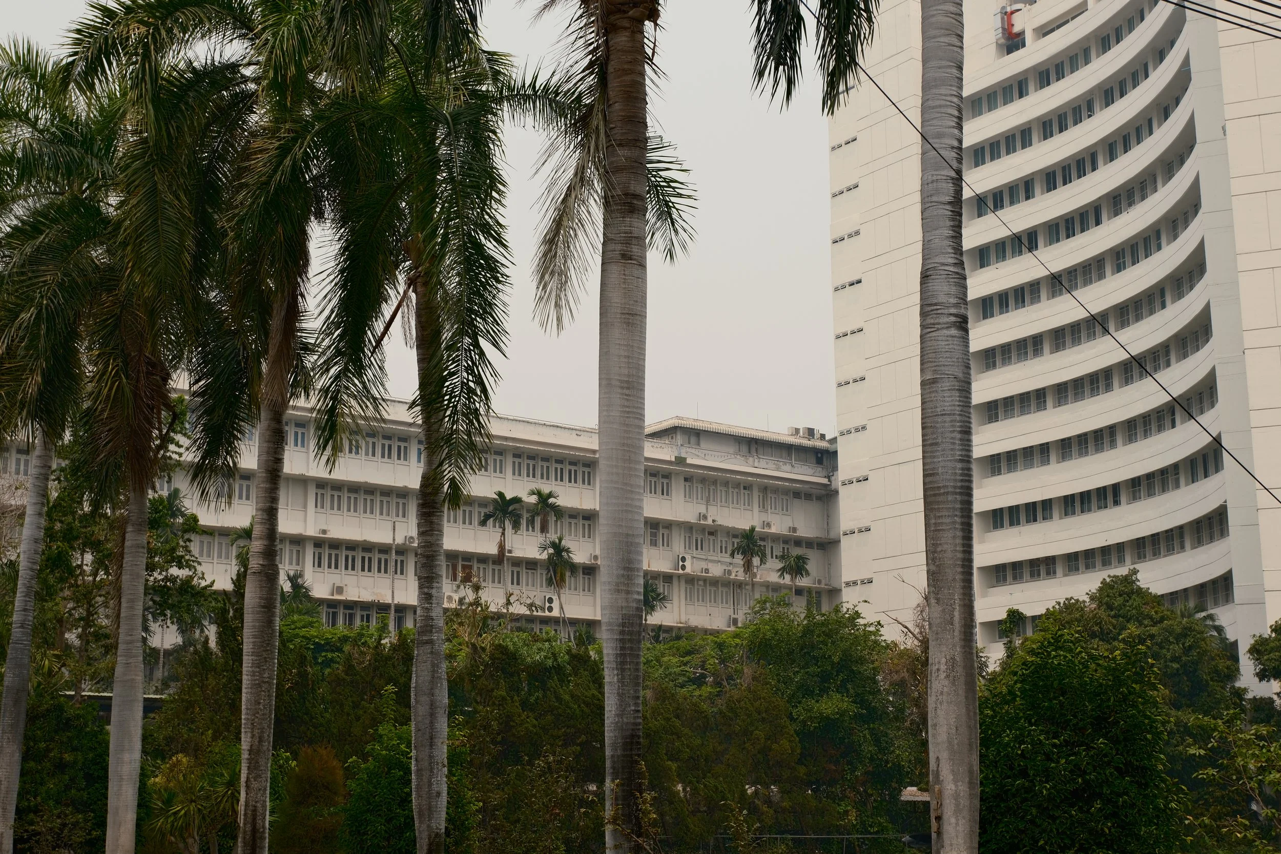 Tall palm trees in front of a large, white high-rise building with curved balconies.