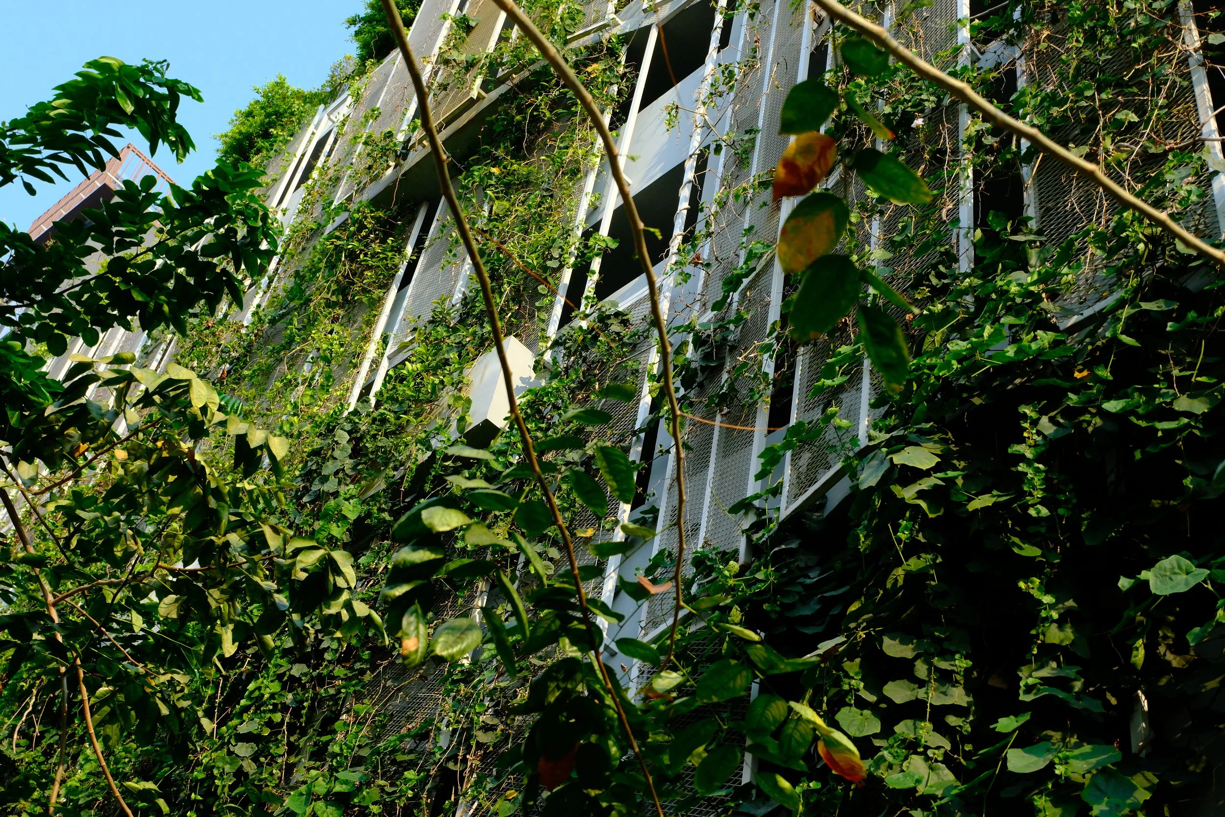 A building with a facade covered in green vines and plants, with some foliage in the foreground and a clear blue sky above.