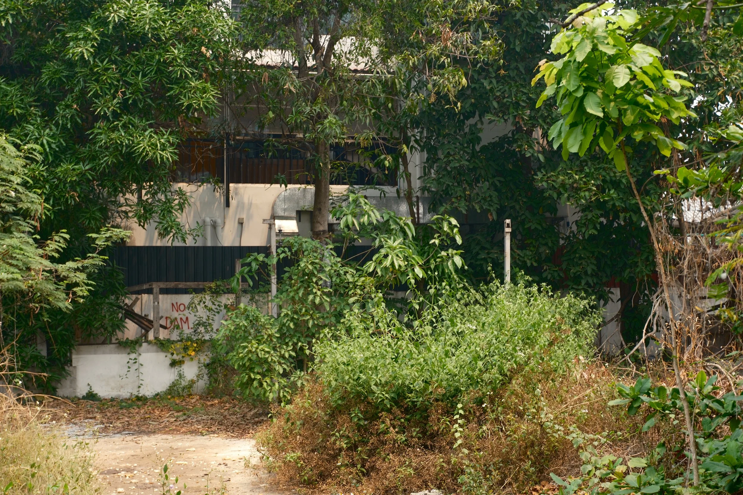 Overgrown backyard with bushes, trees, and a house partially visible through foliage, with a 'No Dam' sign on the fence.