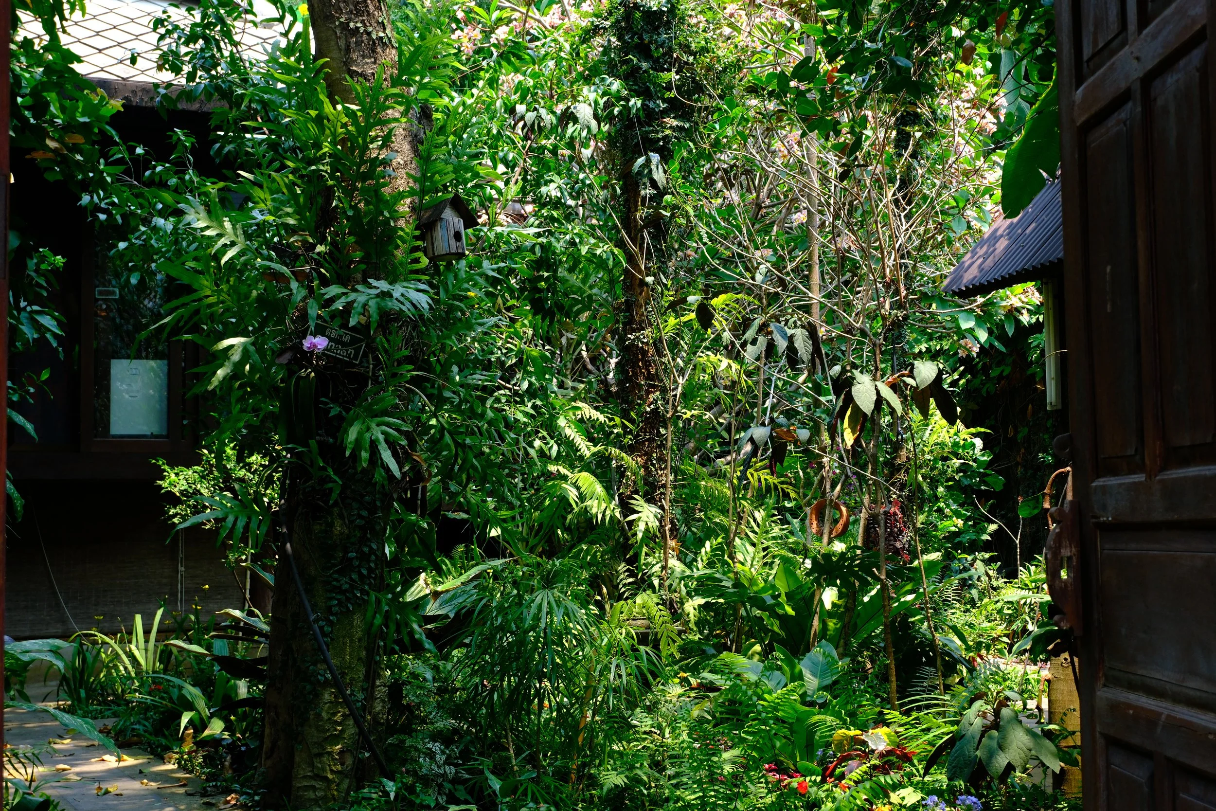 View of a lush, green tropical garden with dense foliage, trees, plants, and a wooden door partially open on the right side.