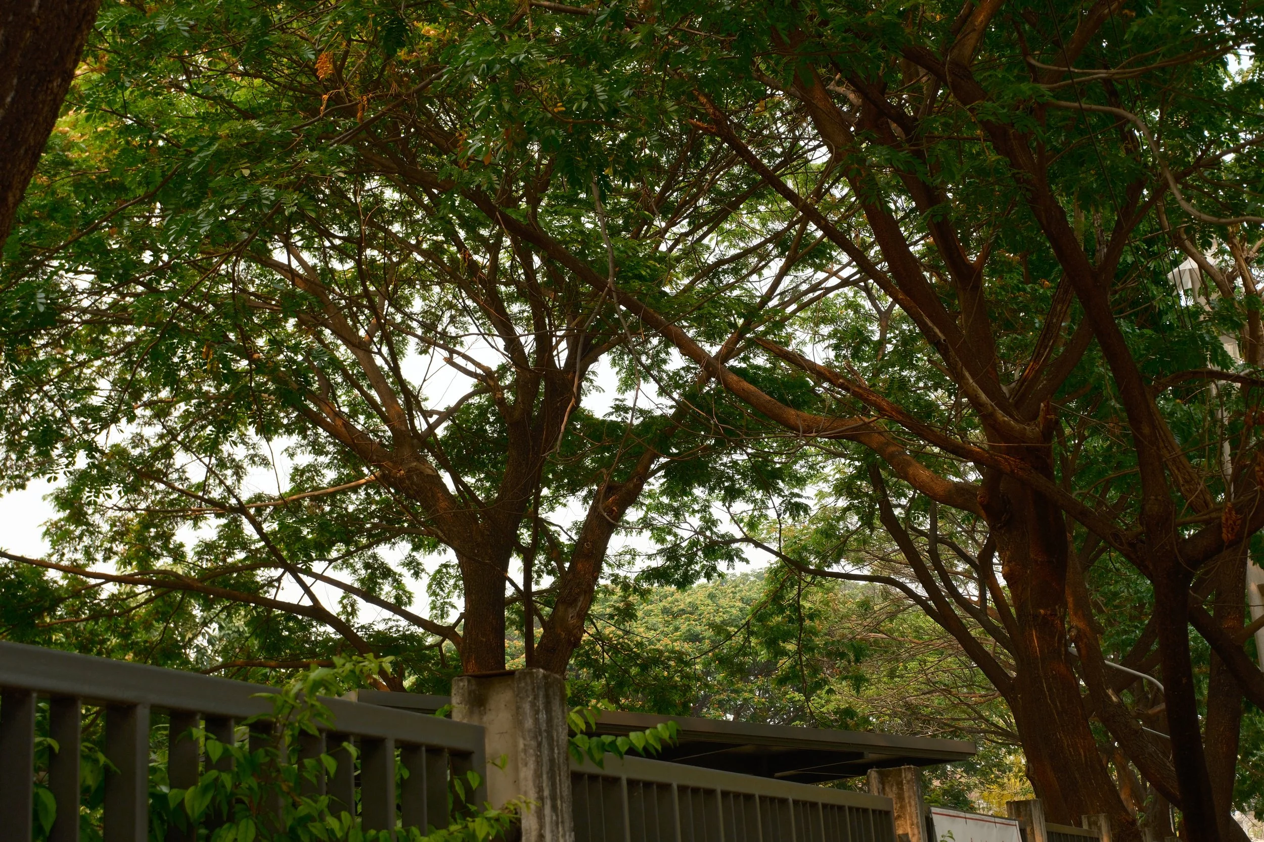 Large tree with dense green leaves next to a metal fence and concrete pillar, with a structure visible behind the fence and a cloudy sky in the background.