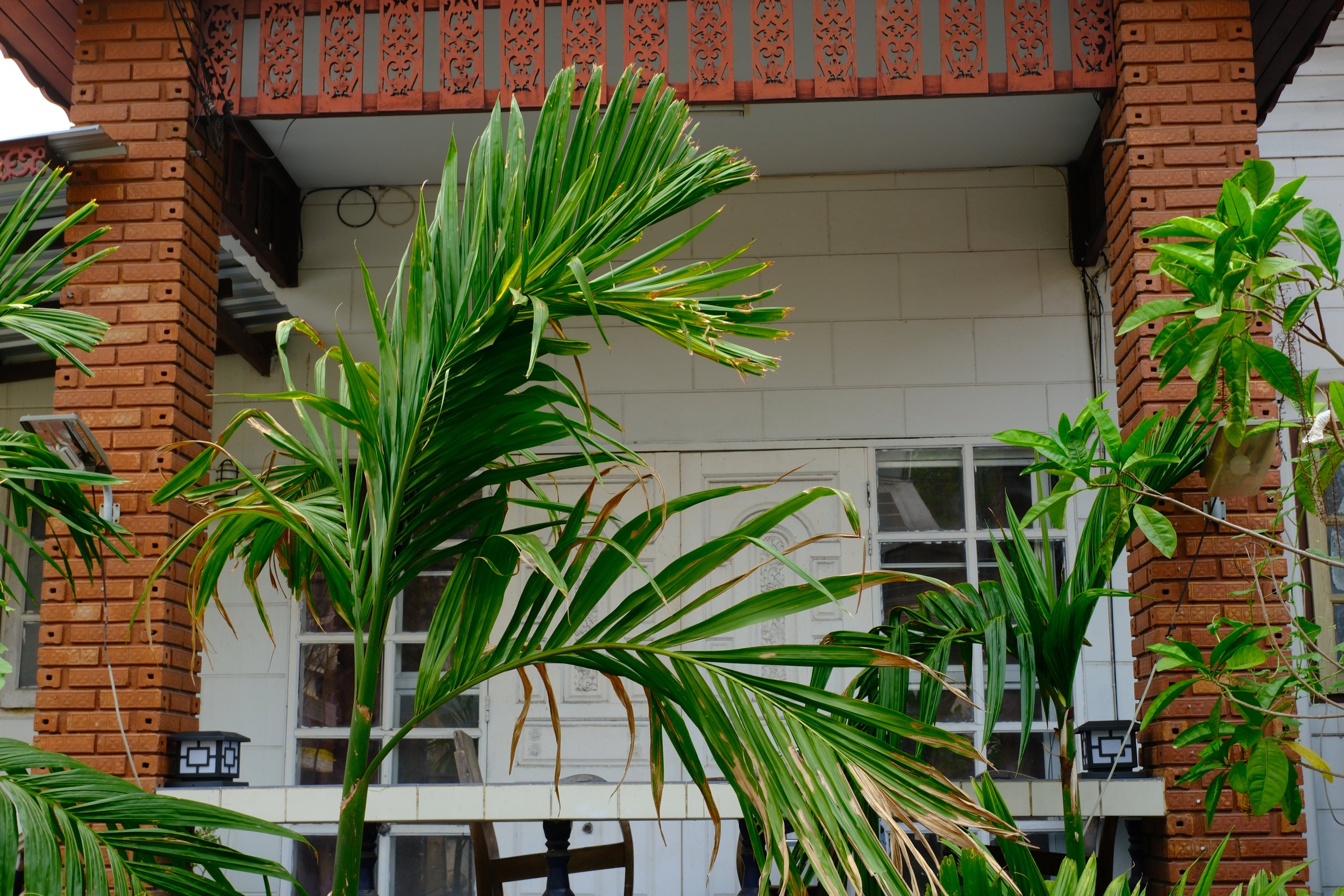 Green tropical plants in front of a house with a white door and windows, brick and wood exterior