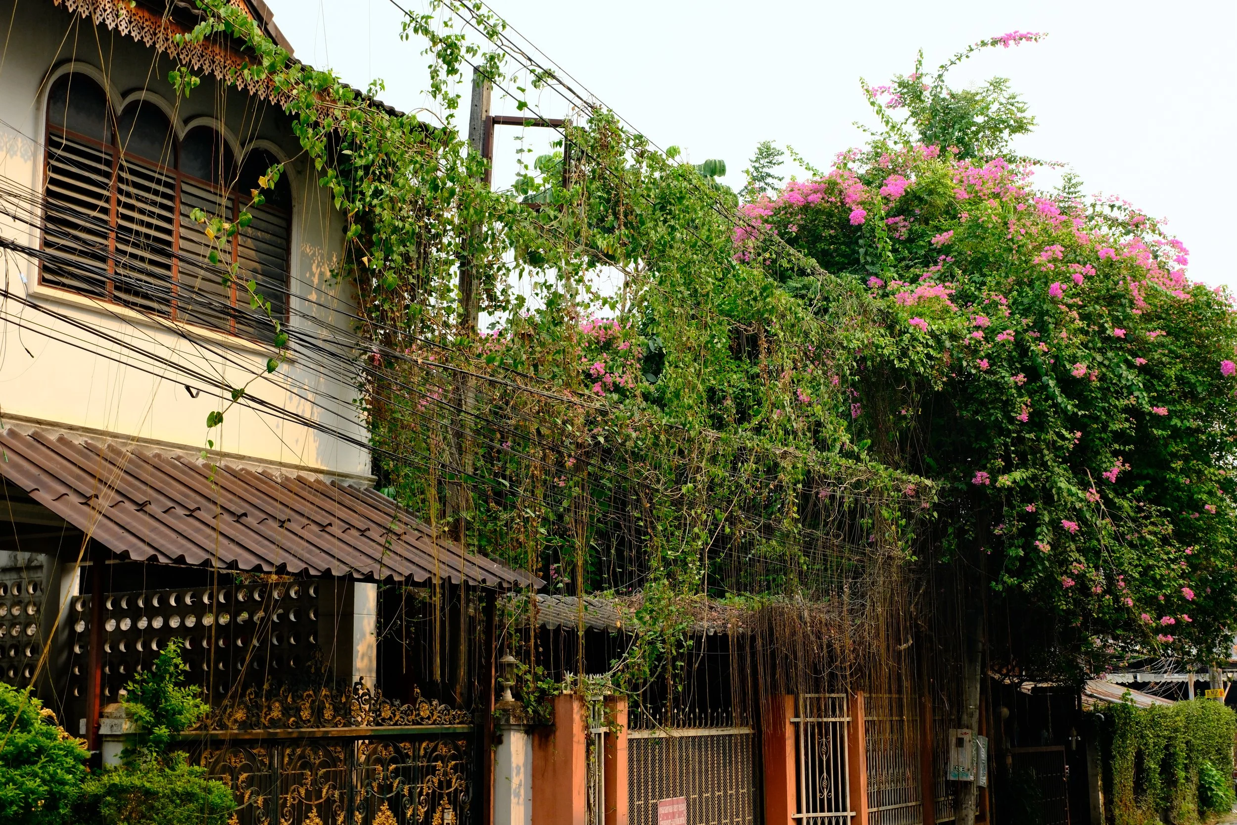 A residential building with a garden and vines growing over it, featuring pink flowering bushes and a metal gate.