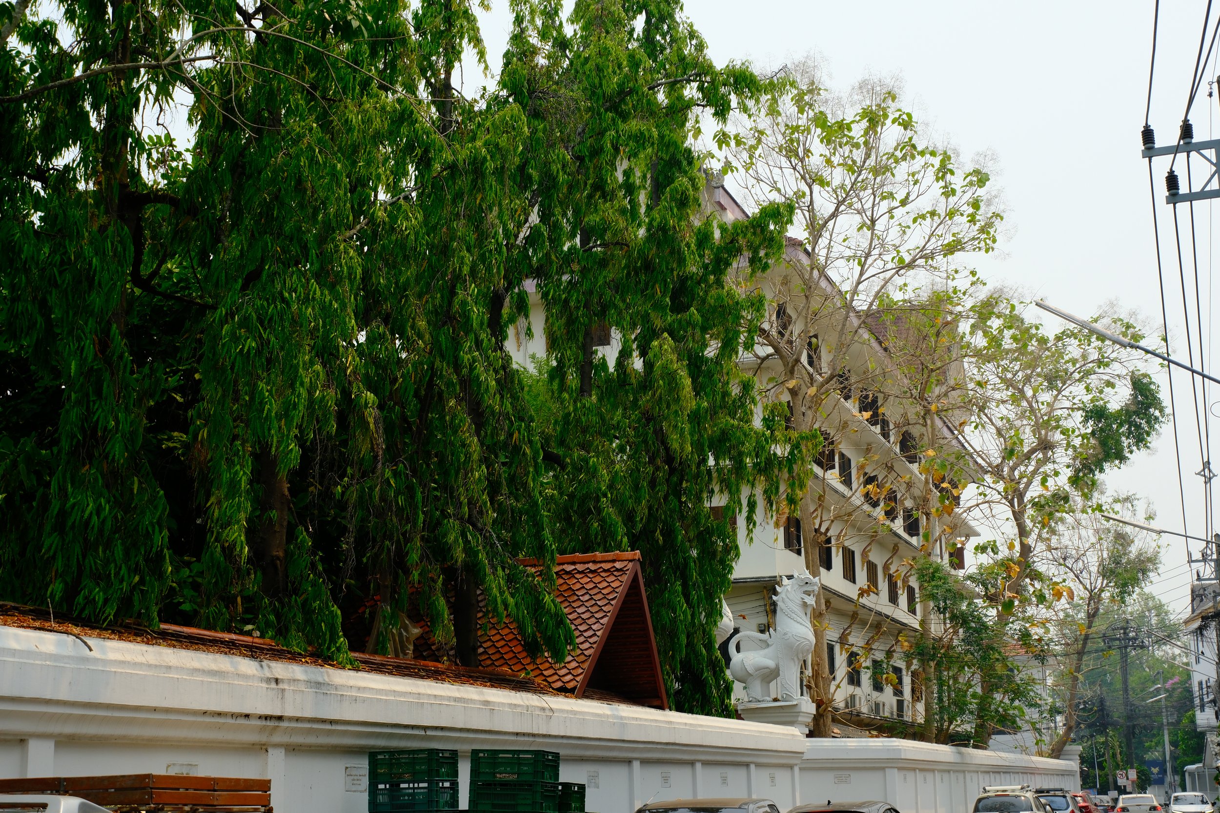 Street view with trees, a white wall, and a building with a red-tiled roof. There are sculptures of lions on the wall, and power lines overhead.