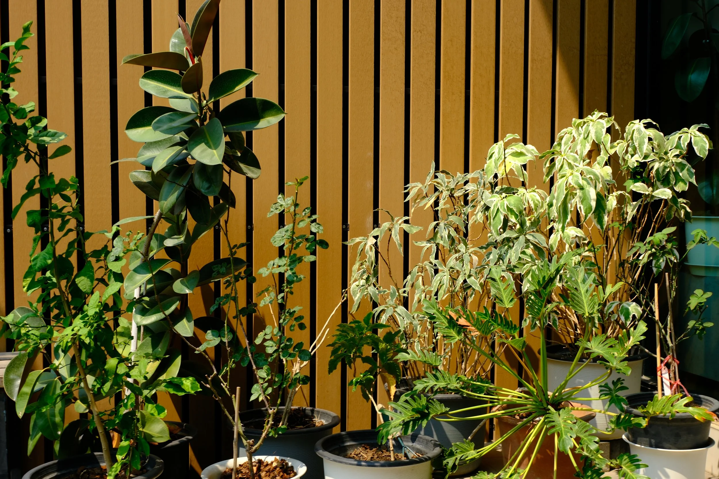 Various potted plants growing in front of a wooden fence.