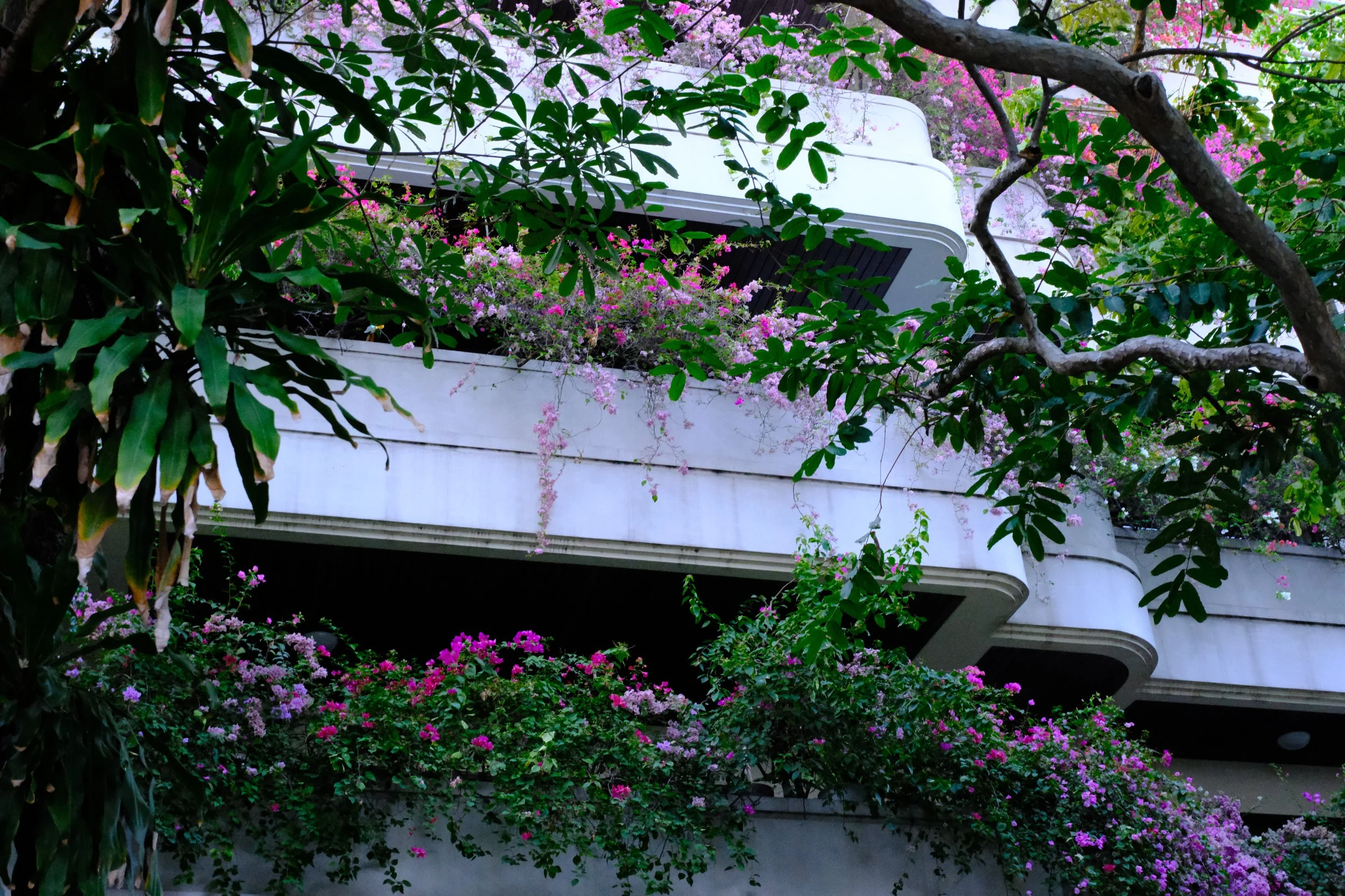 A multi-story building with balconies covered in pink and purple flowering plants, surrounded by green trees and branches.