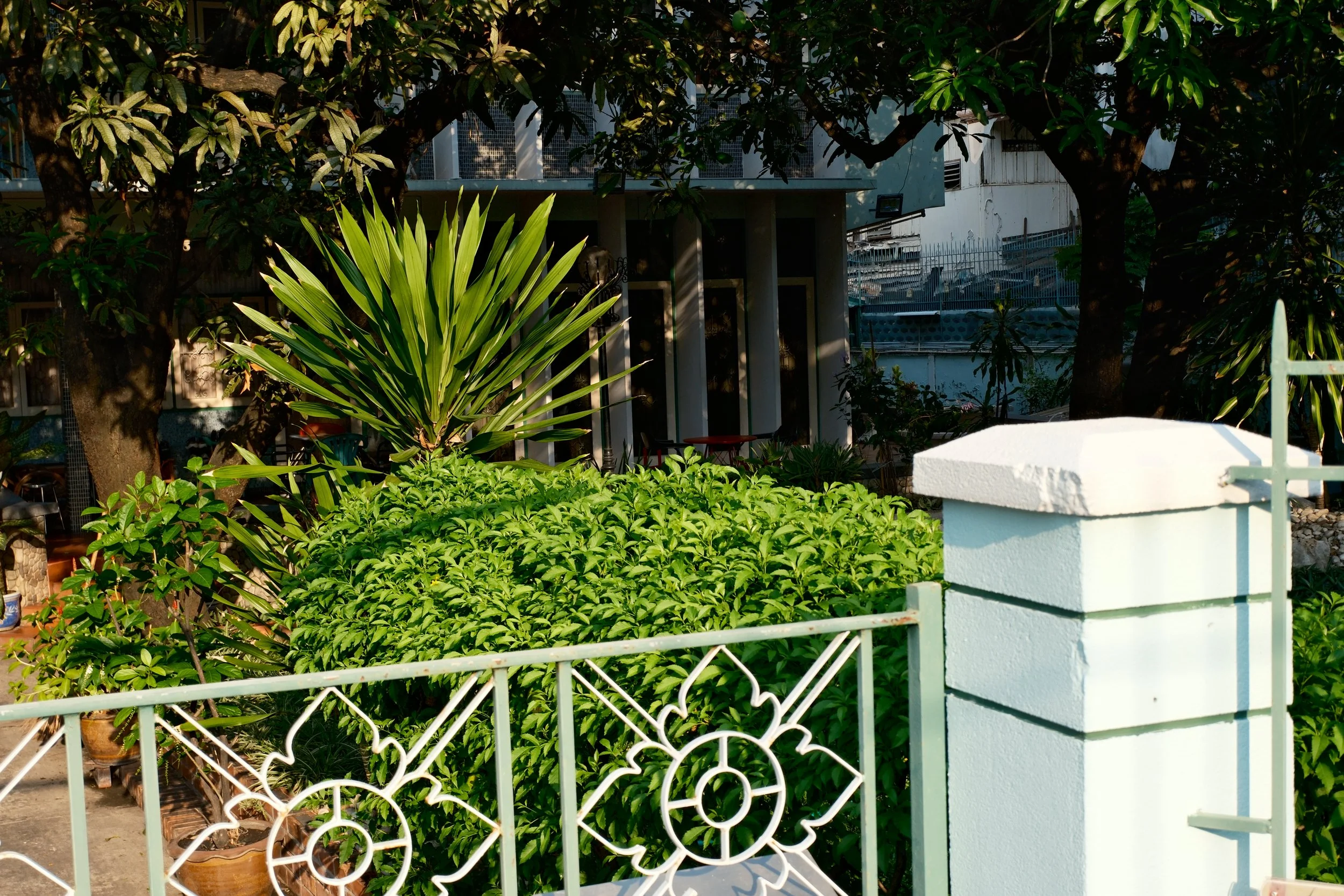 Green garden with lush bushes, potted plants, trees, a white fence, and a building in the background.