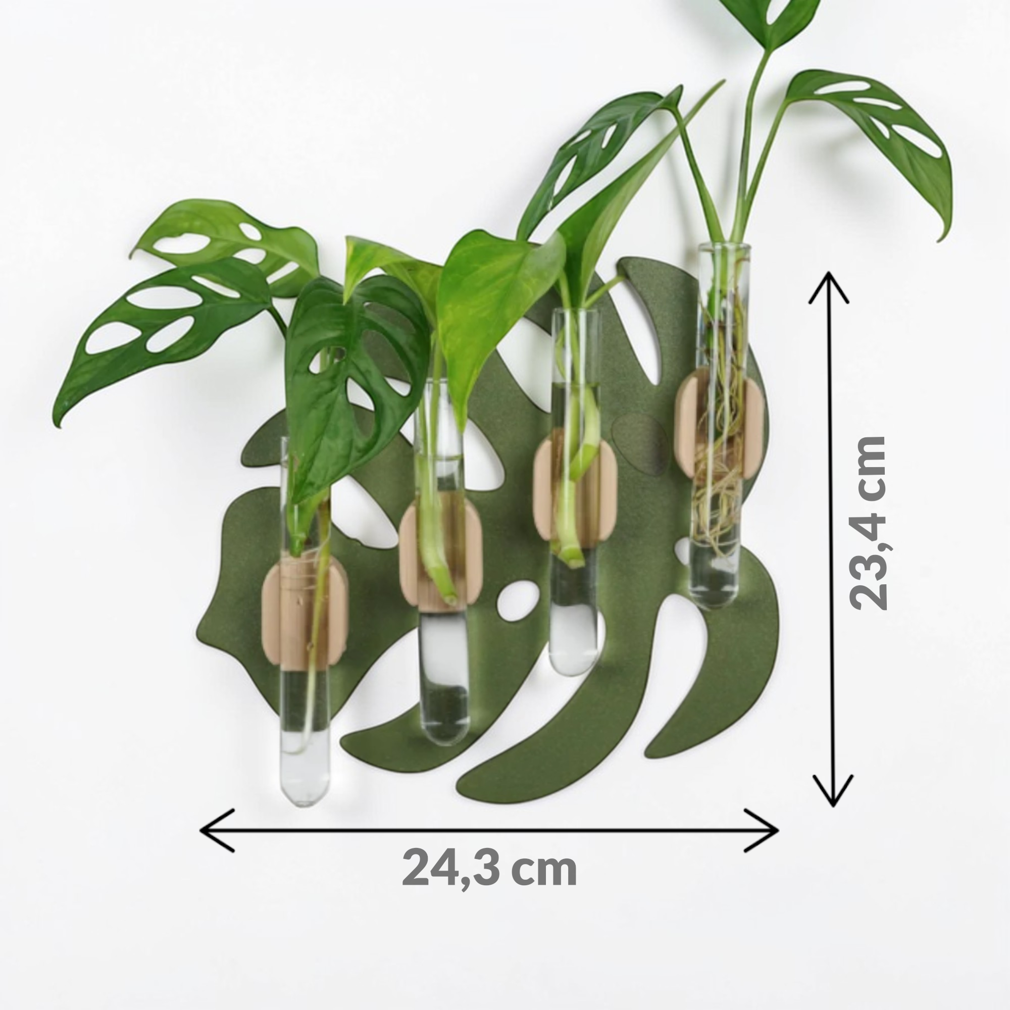 Monstera-Stecklingshalter mit drei Glasröhrchen und eingeblendeten Maßen von 24,3 cm Breite und 24,7 cm Höhe.