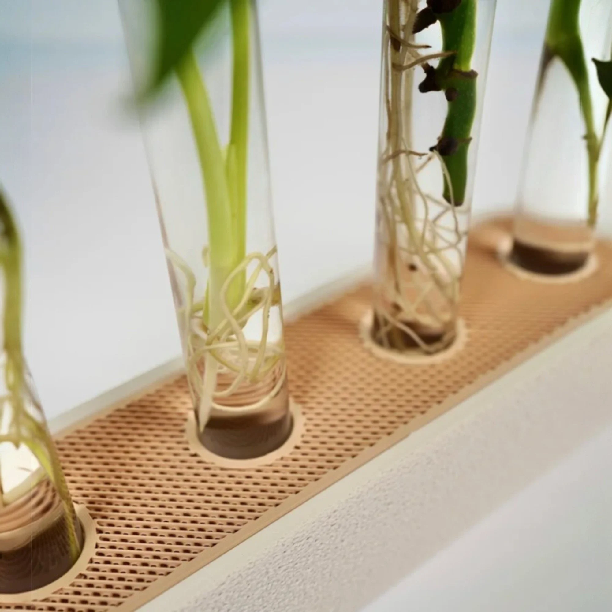 Detail der Ablegerstation mit vier eingesetzten Glasröhrchen in hellbrauner Steckplatte und beigem Sockel für Stecklinge im modernen Design.