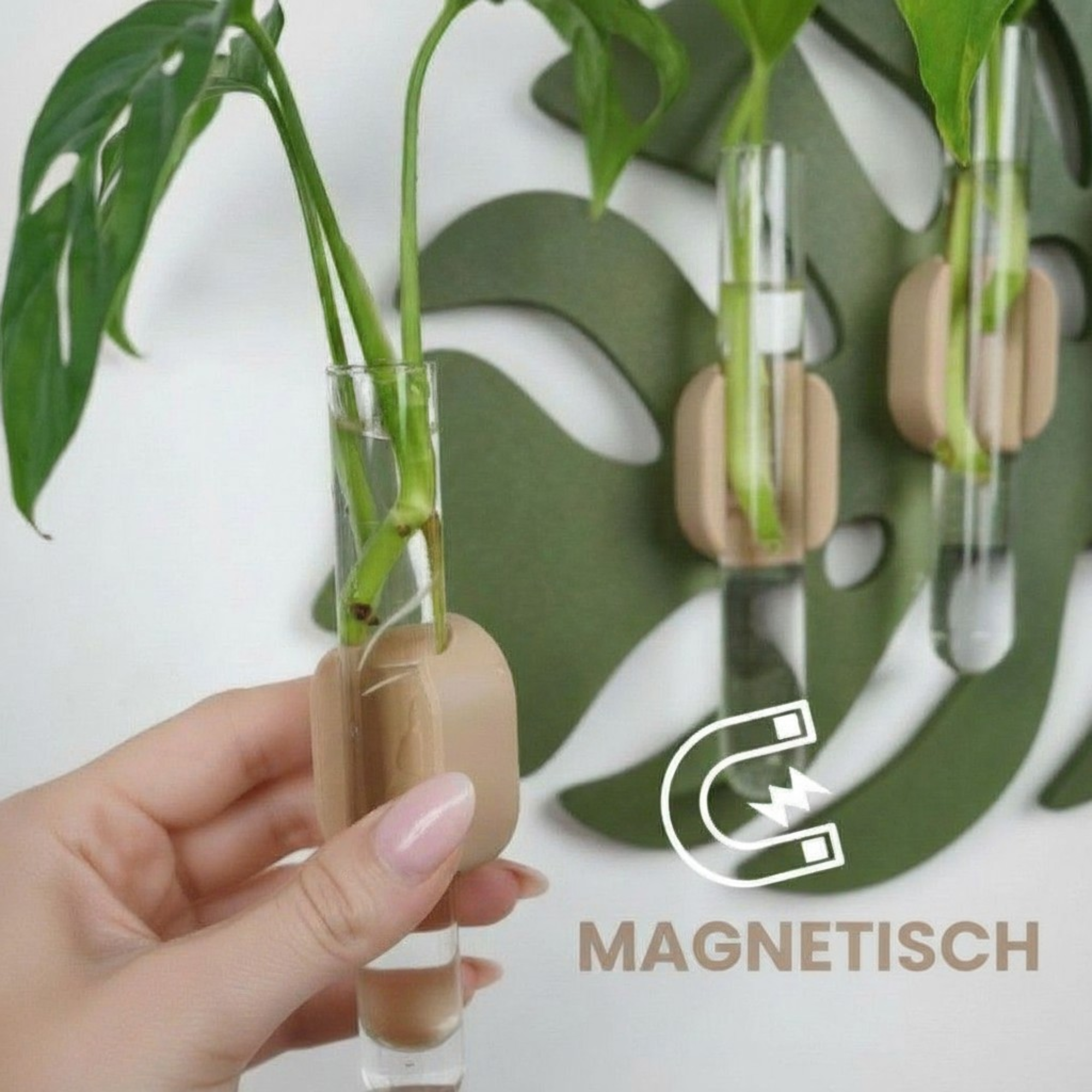 Hand entnimmt ein Glasröhrchen aus dem Monstera-Stecklingshalter; Detailansicht der magnetischen Halterung mit grünen Ablegern.