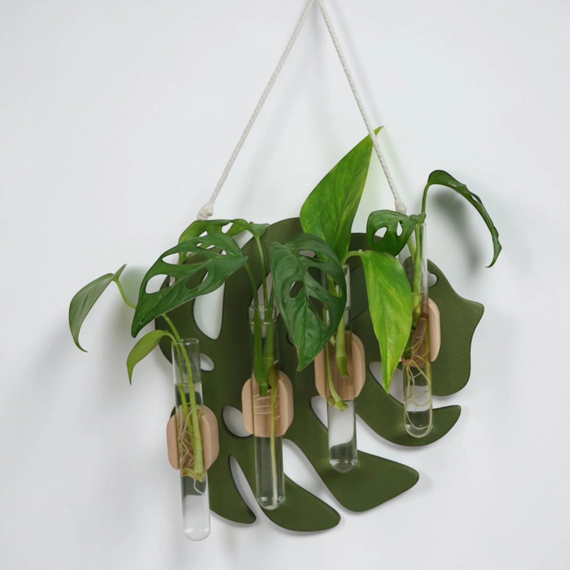 Monstera-Vermehrungsstation mit drei Glasröhrchen und grünen Stecklingen, an einer Kordel vor heller Wand als botanische Wanddeko aufgehängt.