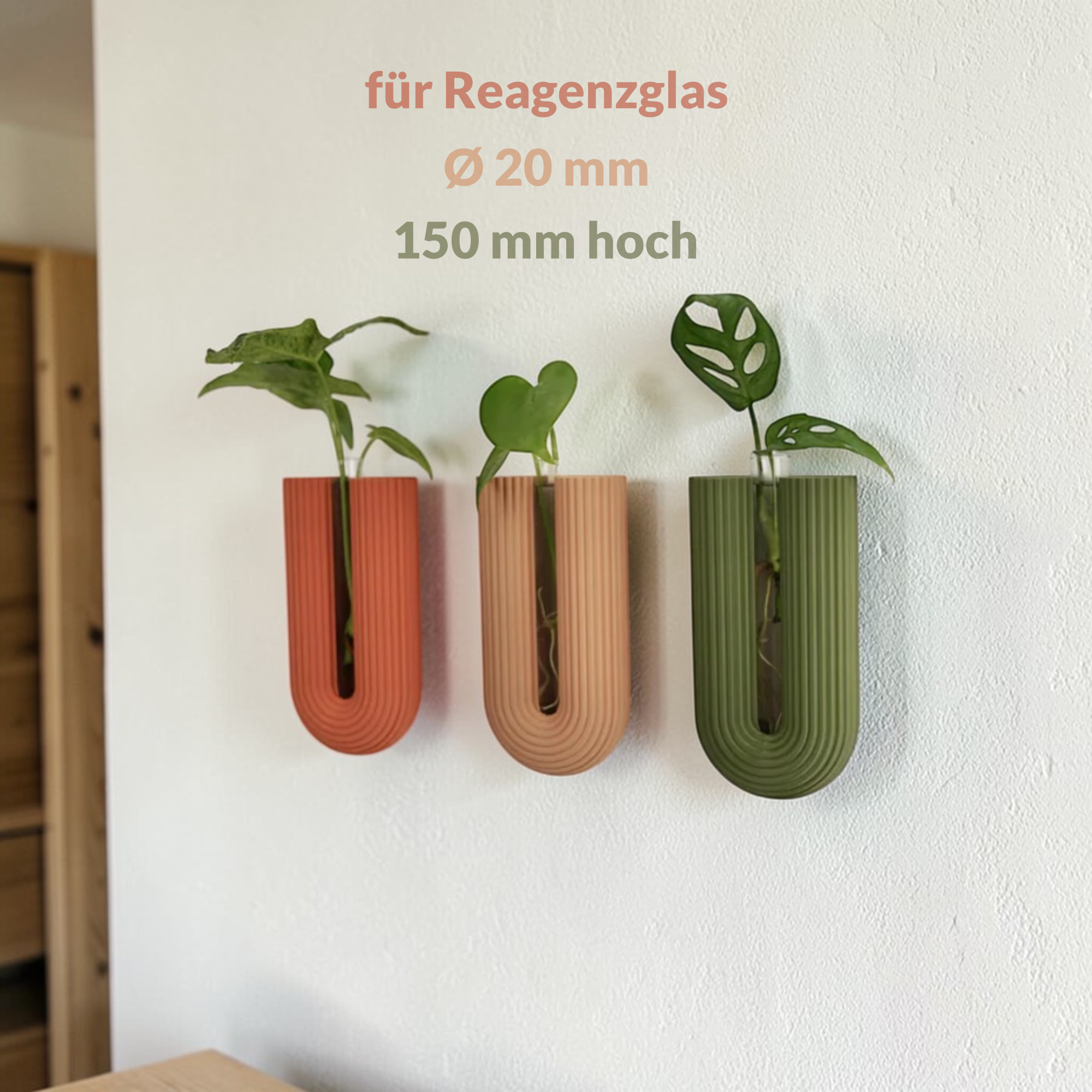 BOWIA Wandvasen in drei Farben an weißer Wand mit Größenhinweis für Glasröhrchen 20 x 150 mm, passend für Stecklinge und kleine Pflanzen.