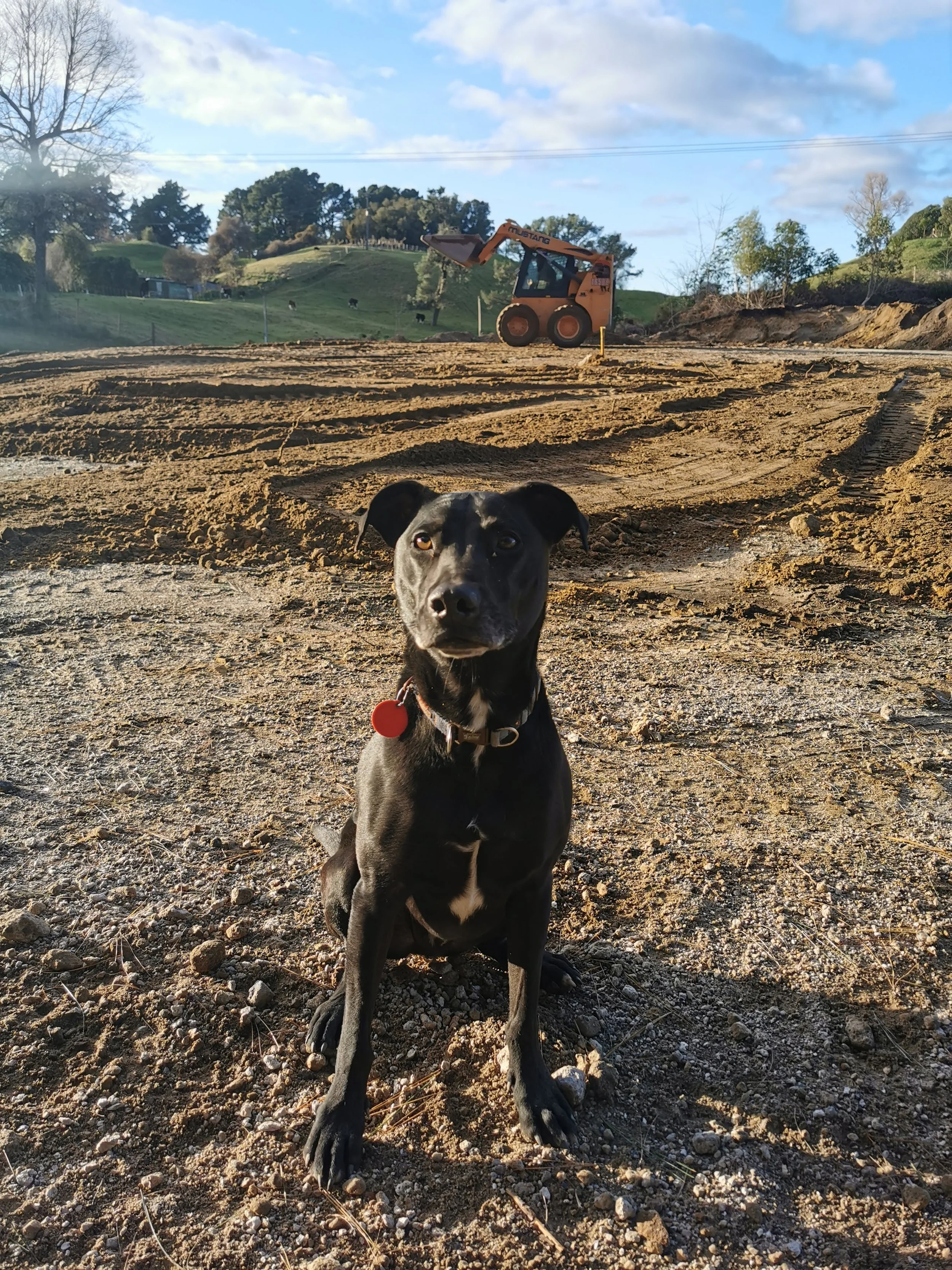A black dog with a white chest sits on dirt in the foreground of a construction site, with a small skid-steer loader and hills with trees and grass in the background.