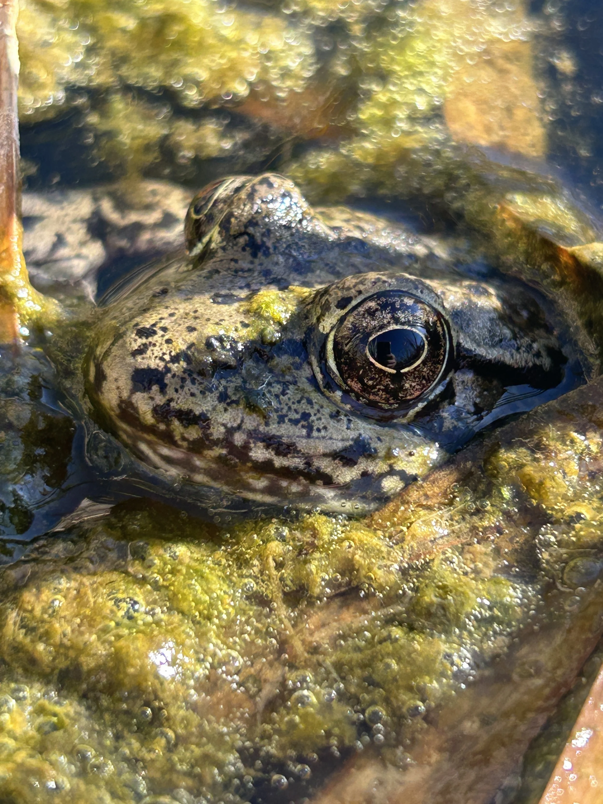 Amphibian and Reptile Workshop