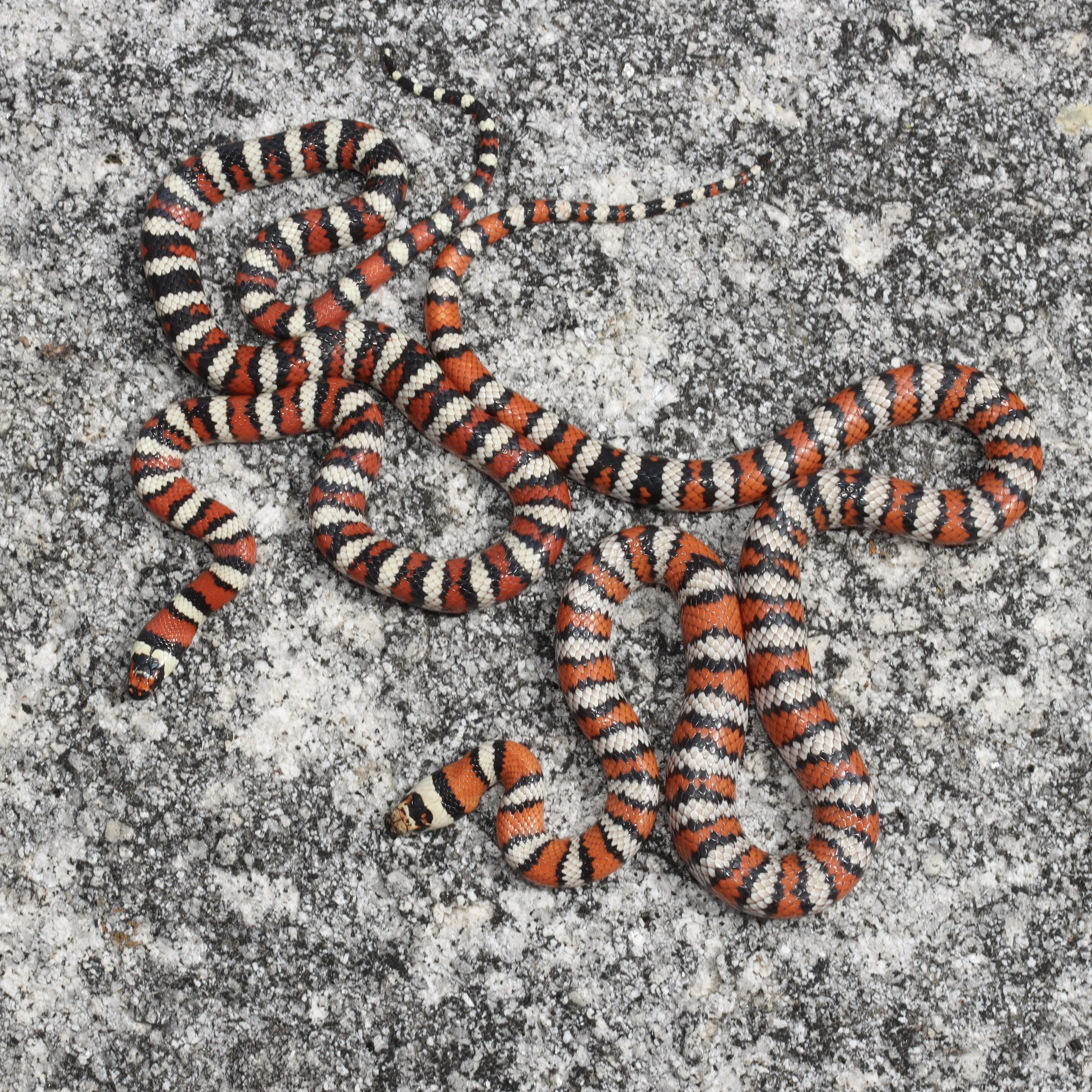 La Grulla Expedition