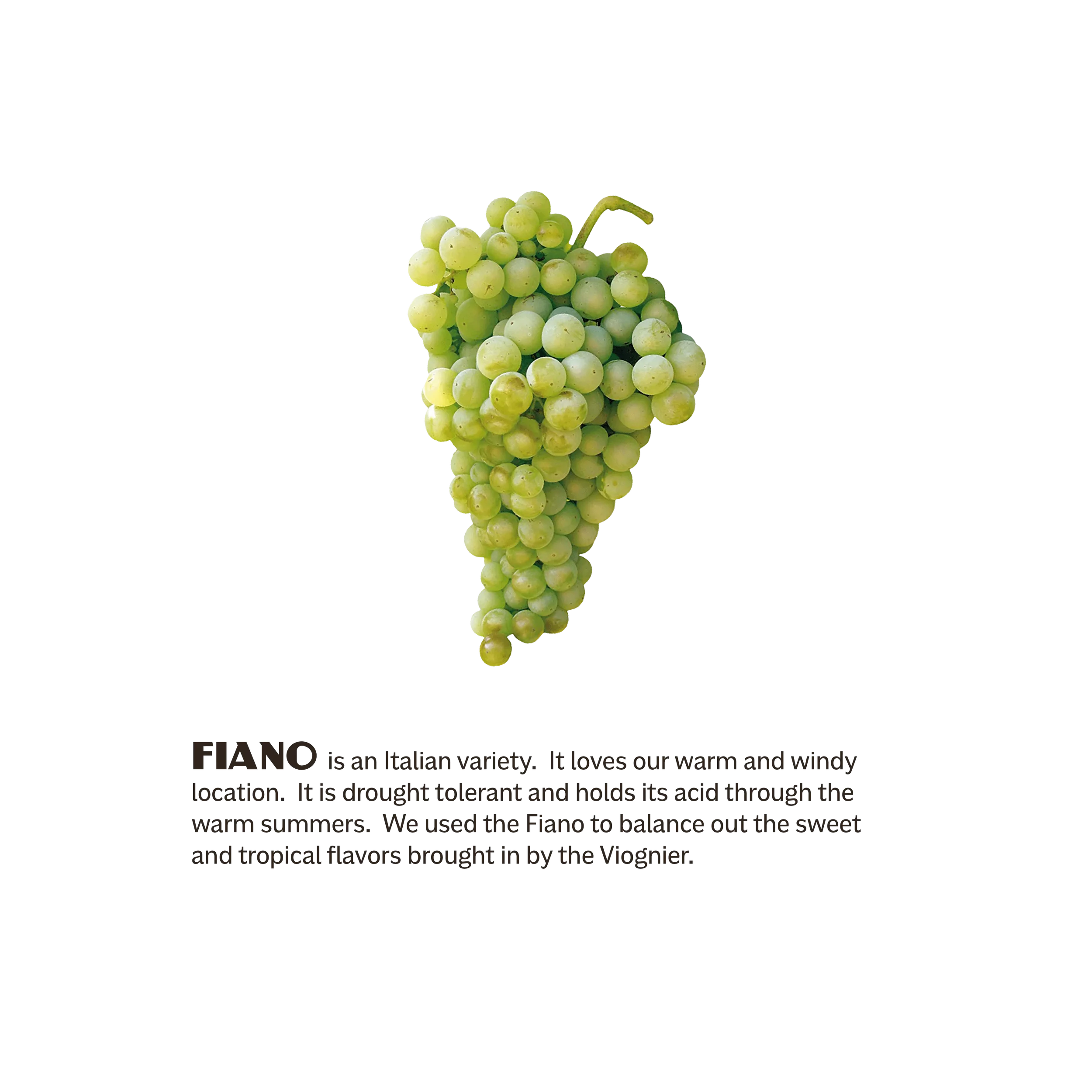 Poduct-Picture-3BarrelsBlend-Infographics-03.webp