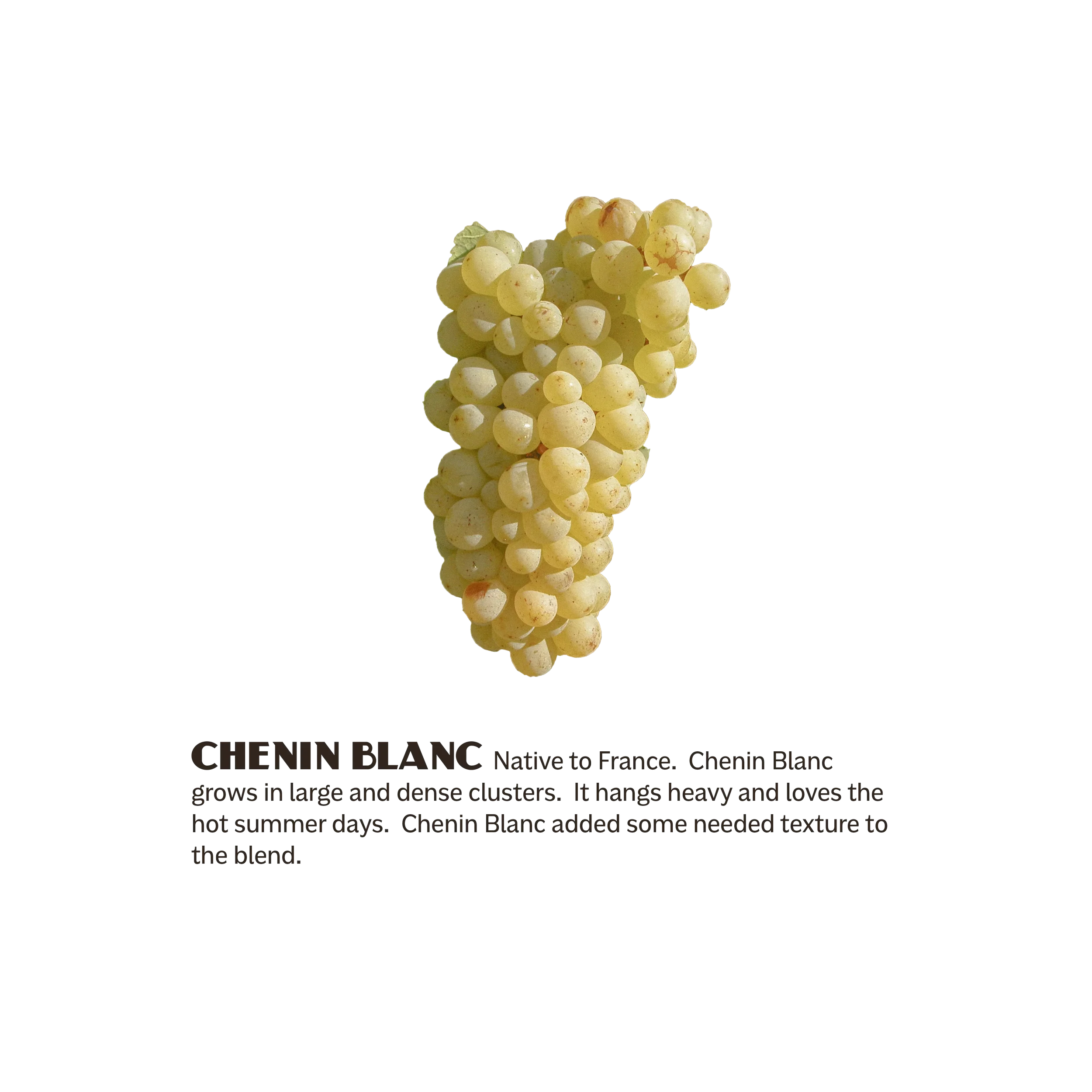 Poduct-Picture-3BarrelsBlend-Infographics-05.webp