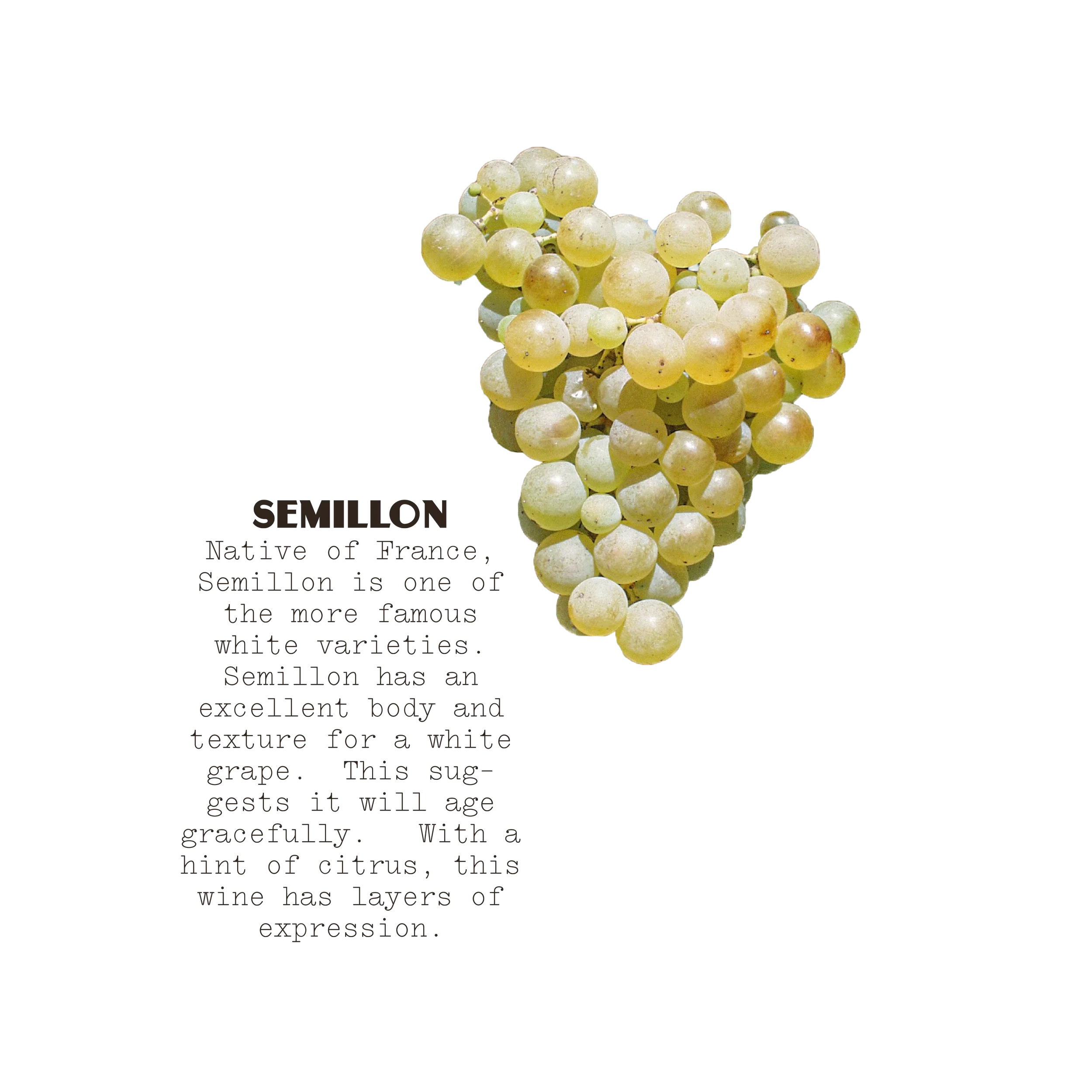 Poduct-Picture-Semillon-Infographic-bottle-03.webp