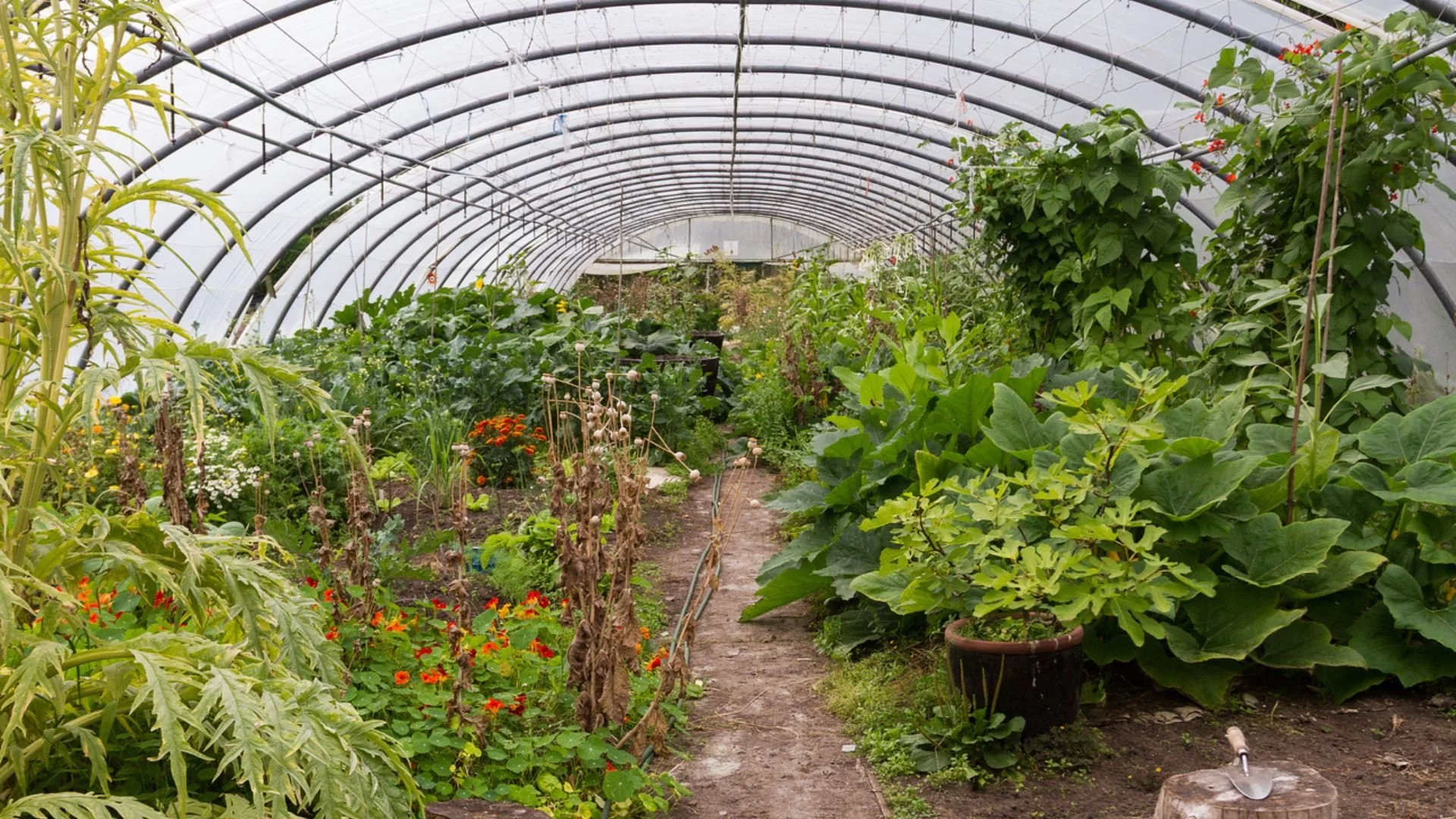 Indoor greenhouse filled with various green leafy plants, flowers, and vines, with a dirt path running through the center and an arched transparent roof overhead.