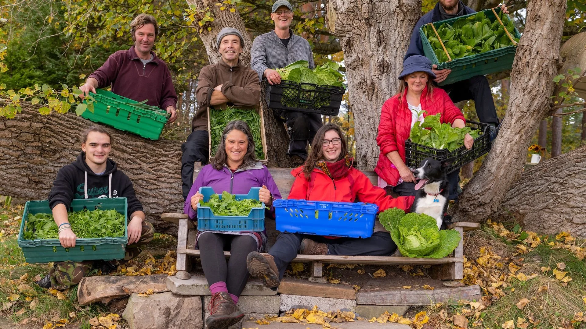 Group of people sitting and standing on a large tree branch, holding crates of leafy vegetables, with autumn leaves on the ground, and some pets among them.