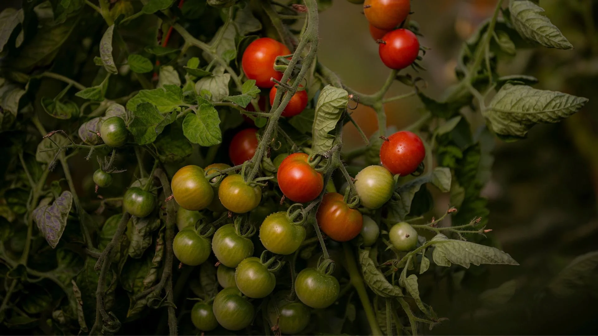 Branch of a tomato plant with clusters of green, yellow, and ripening red cherry tomatoes, surrounded by green leaves.