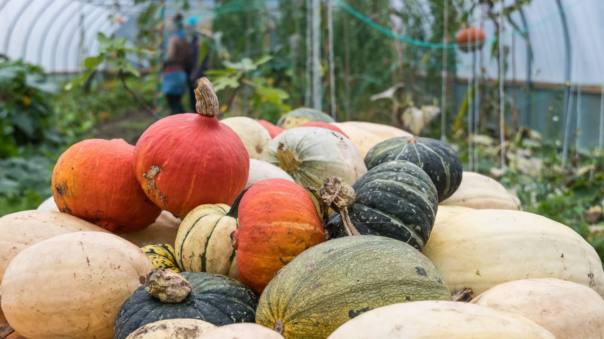 A variety of gourds and pumpkins stacked on a table in a greenhouse with green plants and a person walking in the background.