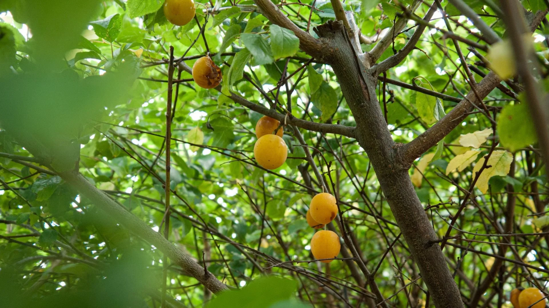 Yellow plums hanging from a tree branch surrounded by green leaves.