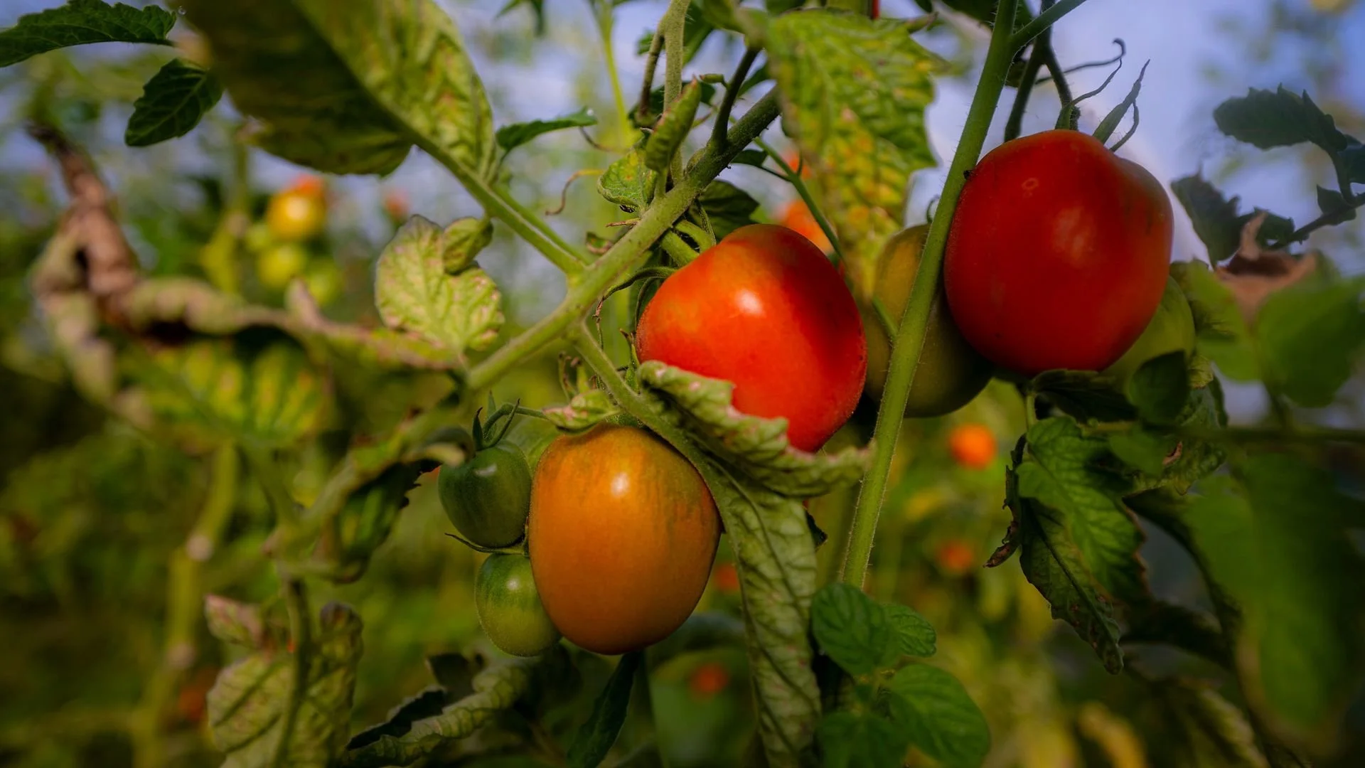 Close-up of a tomato plant with ripe and unripe tomatoes hanging from the vine, surrounded by green leaves.