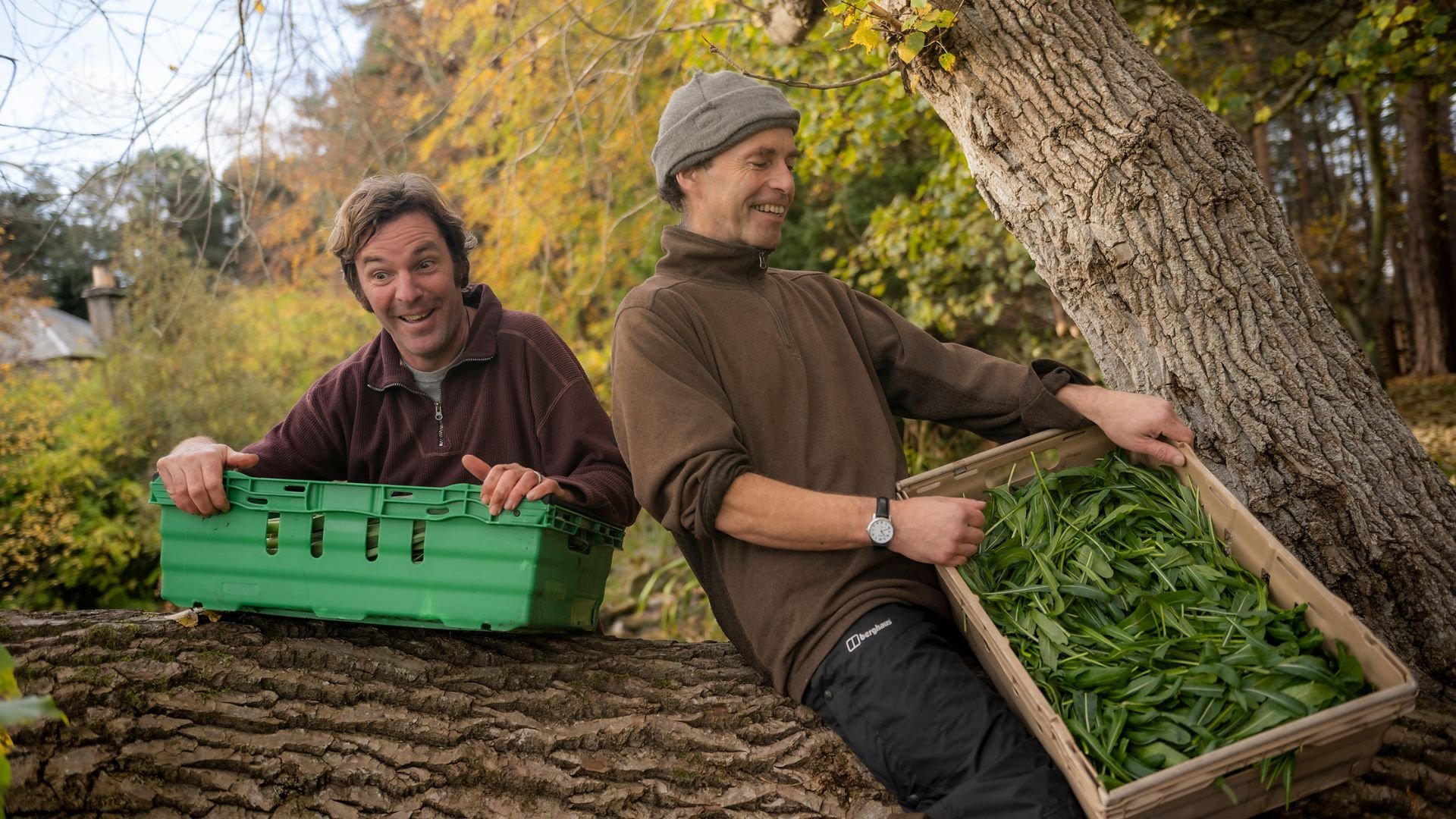 Two men sitting on a fallen tree, harvesting greenery outdoors during fall. One man is holding a green plastic crate, and the other is handling a large tray filled with green leaves, smiling and enjoying the activity.