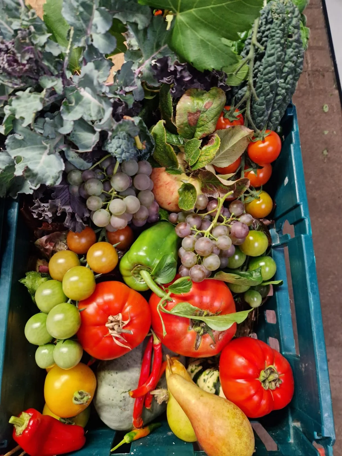 Veg box FBFestival Sept2026.jpeg