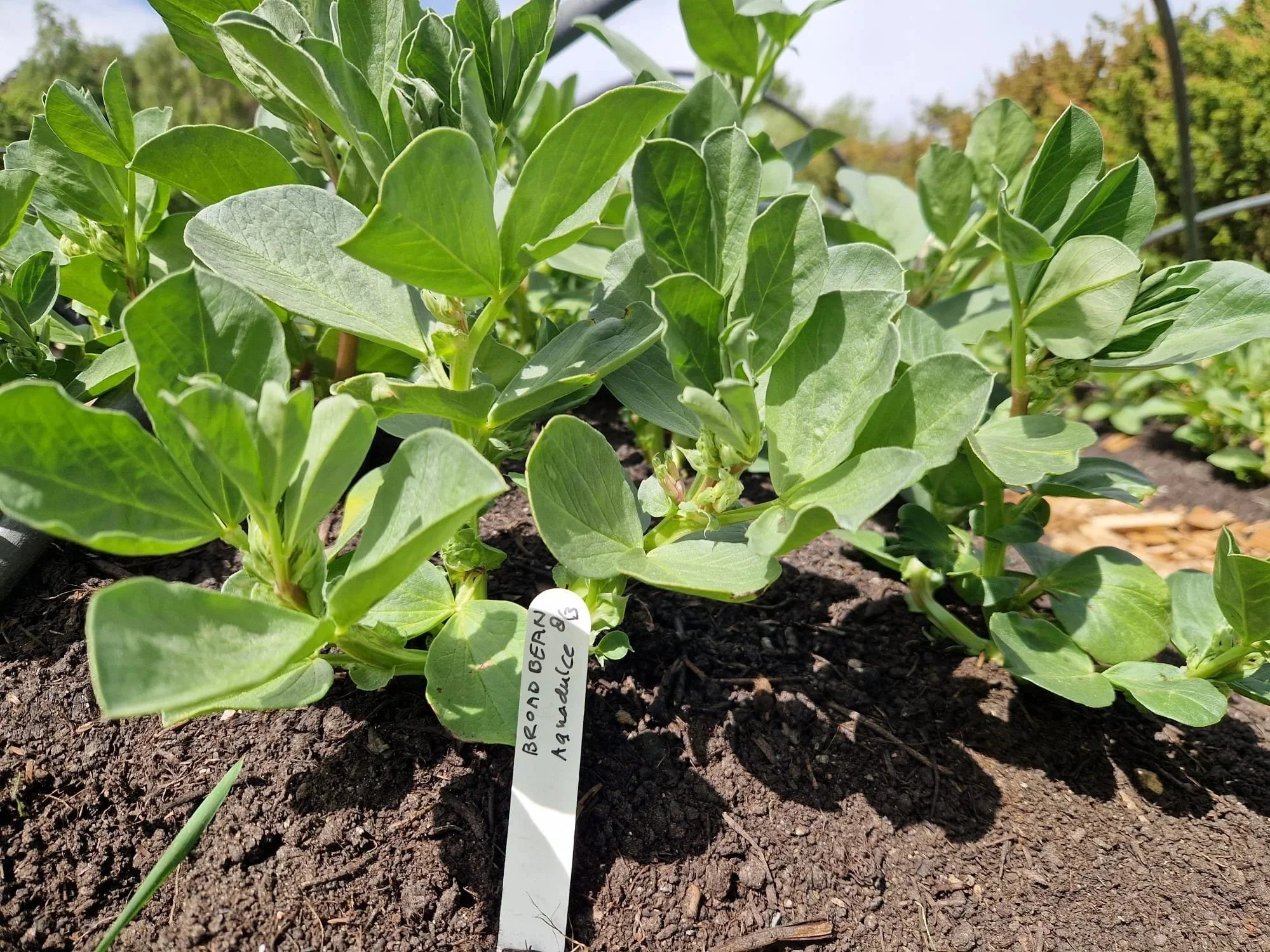Close up of Broadbean seedling