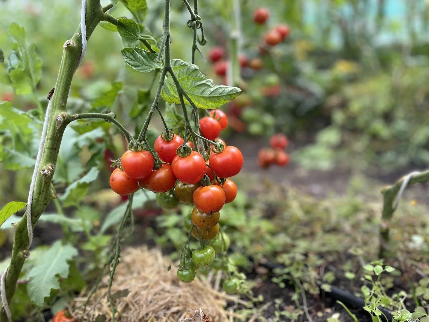 Vine tomatoes in polytunnre