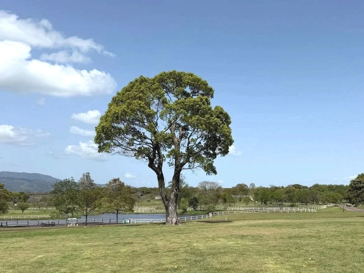 Lone tree in a grassy field with a pond, white fences, and distant hills under a partly cloudy sky.