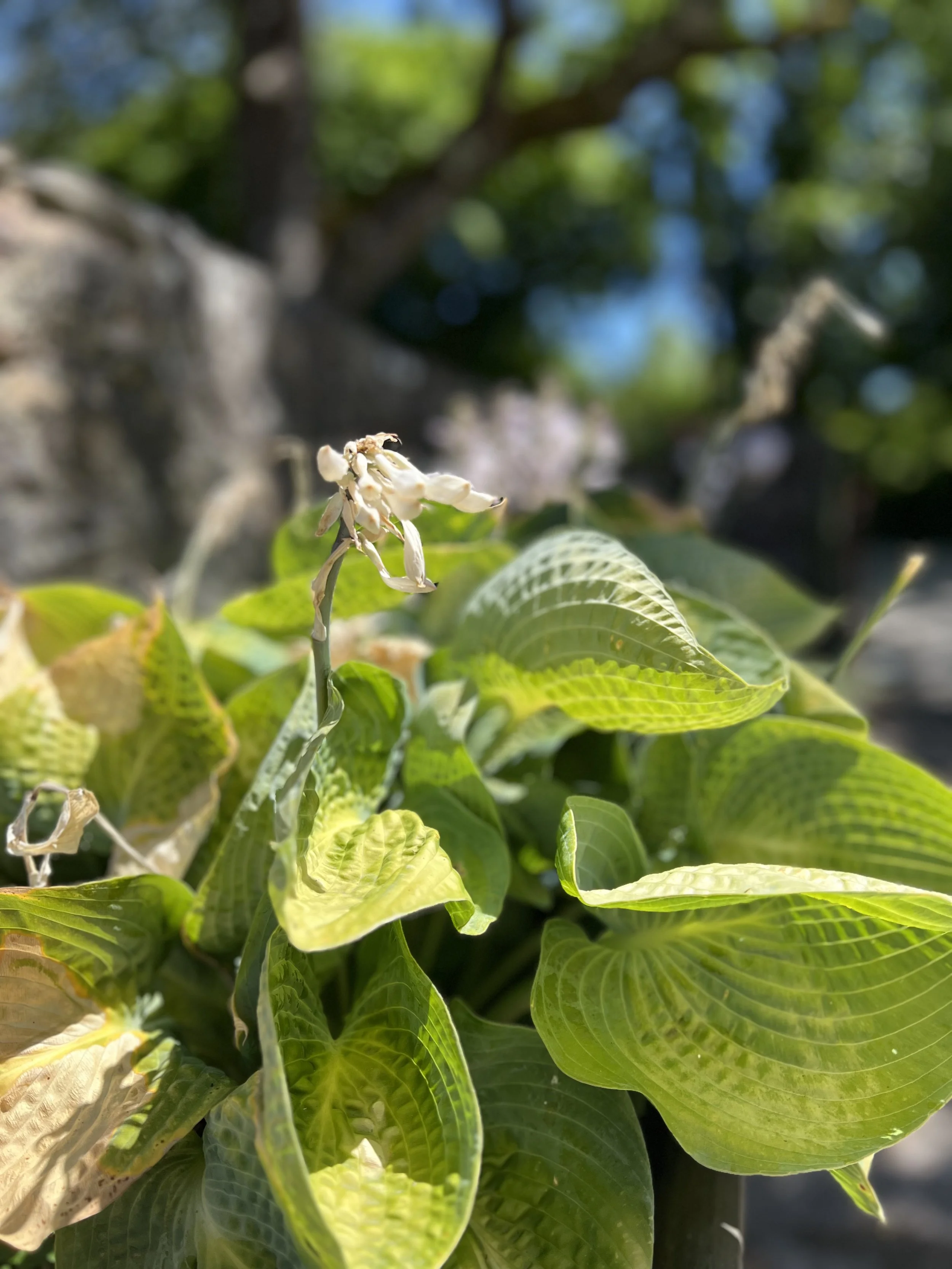IMG_2076.jpeg