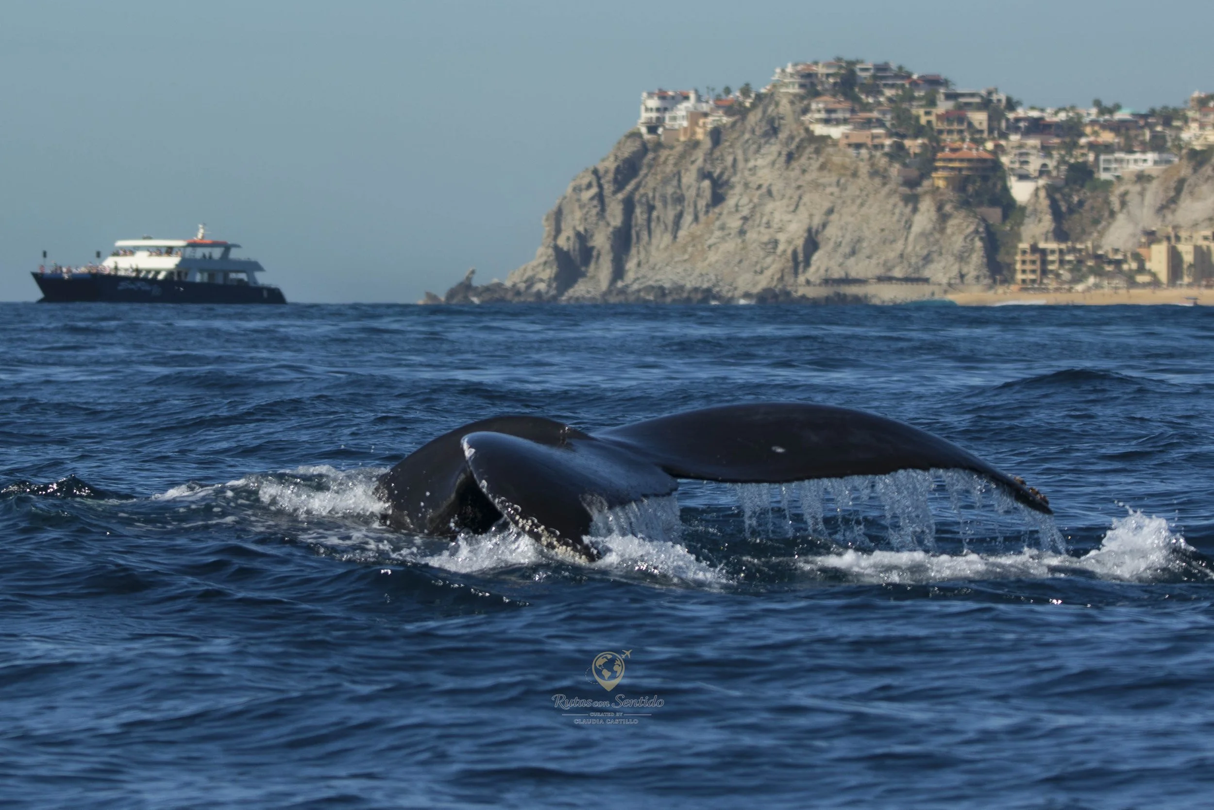 Ballena jorobada nadando en el océano, los cabos baja california, con un acantilado en el fondo.