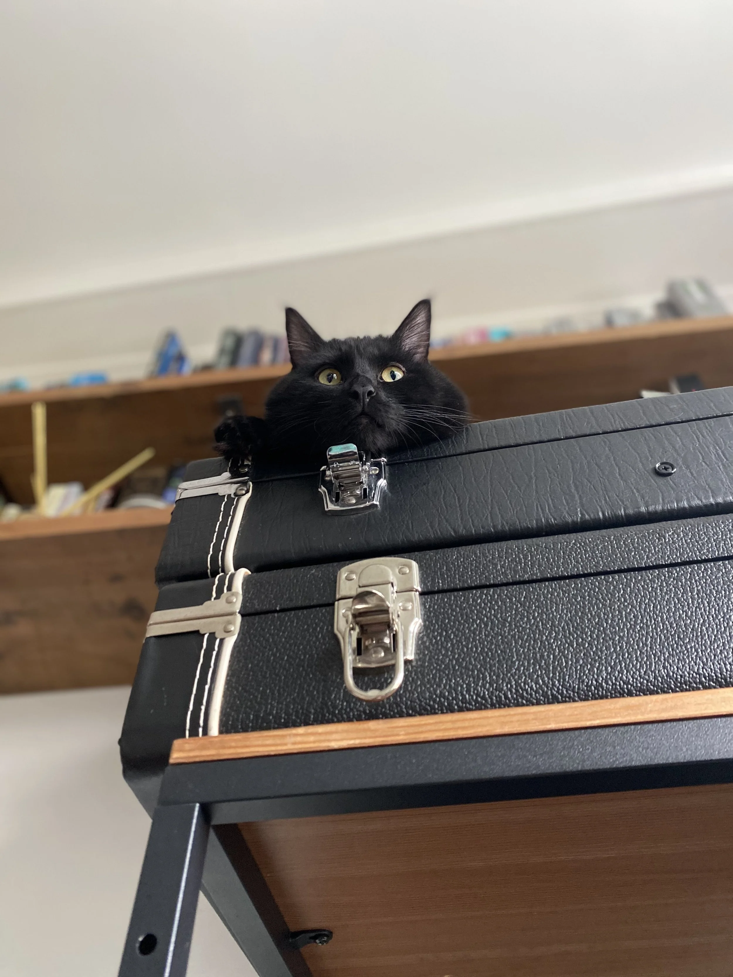Teddy protecting his favourite guitar
